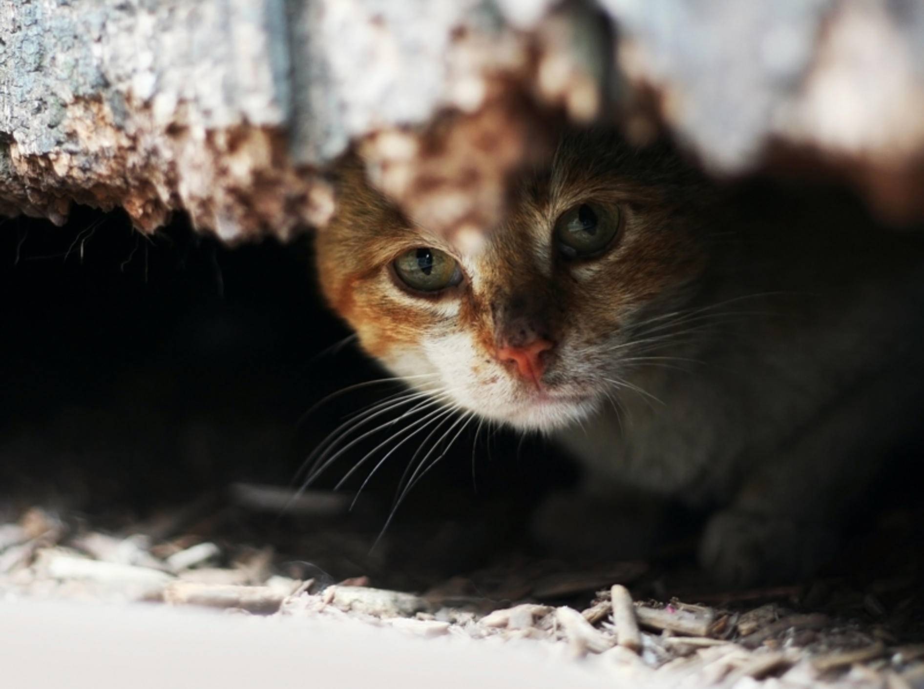 Neue Katze Versteckt Sich Und Miaut