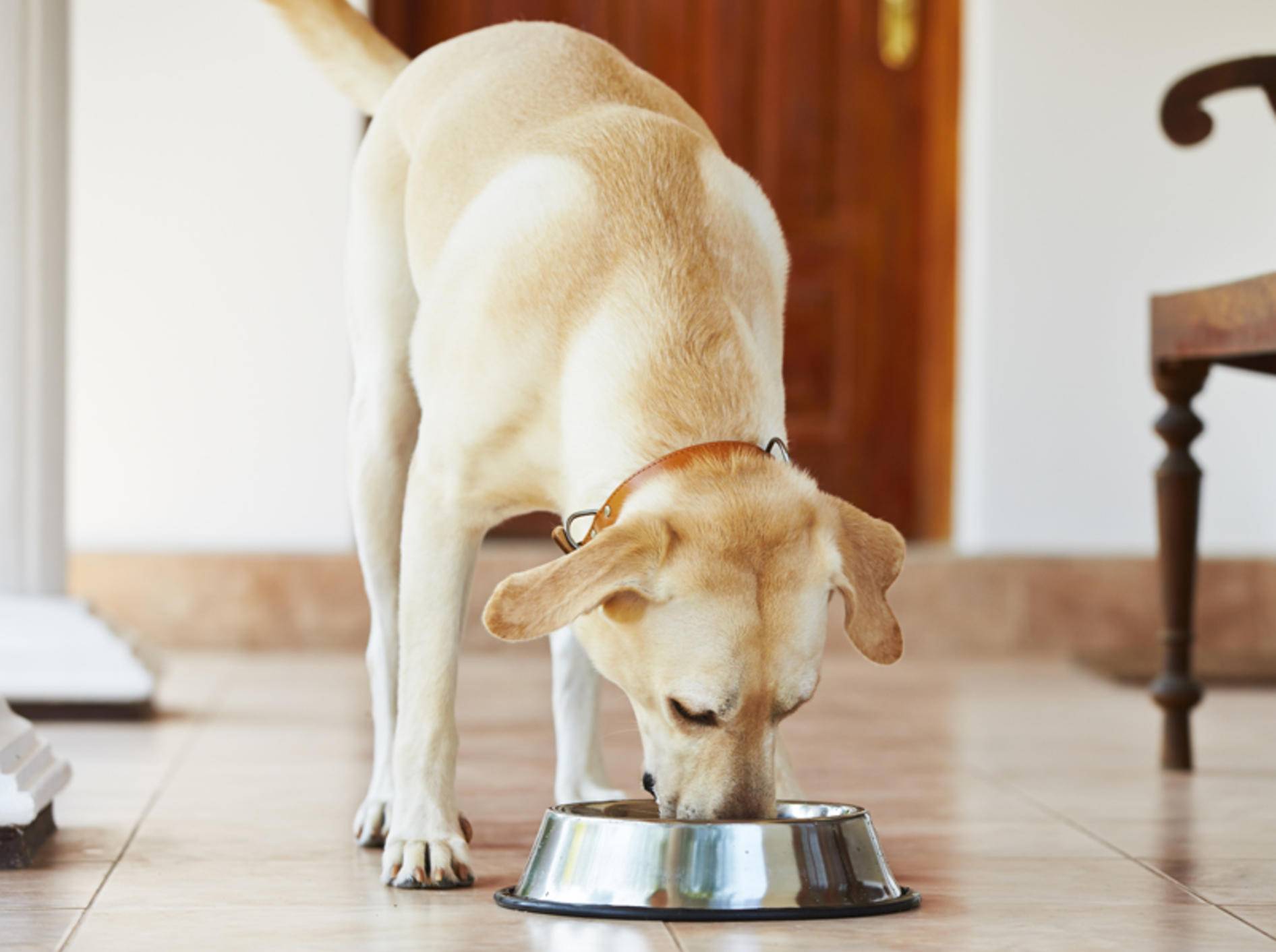 Labradore wissen eine zünftige Mahlzeit zu schätzen, sind aber manchmal etwas verfressen – Shutterstock / Jaromir Chalabala