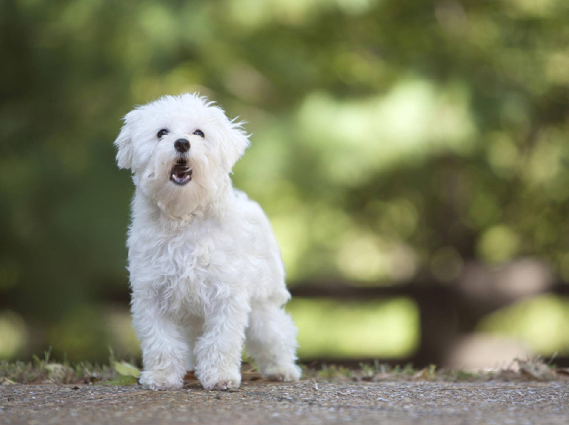 Bellender Malteser-Hund: Was möchte der süße Wuschel damit wohl mitteilen? – Shutterstock / Mary Rice