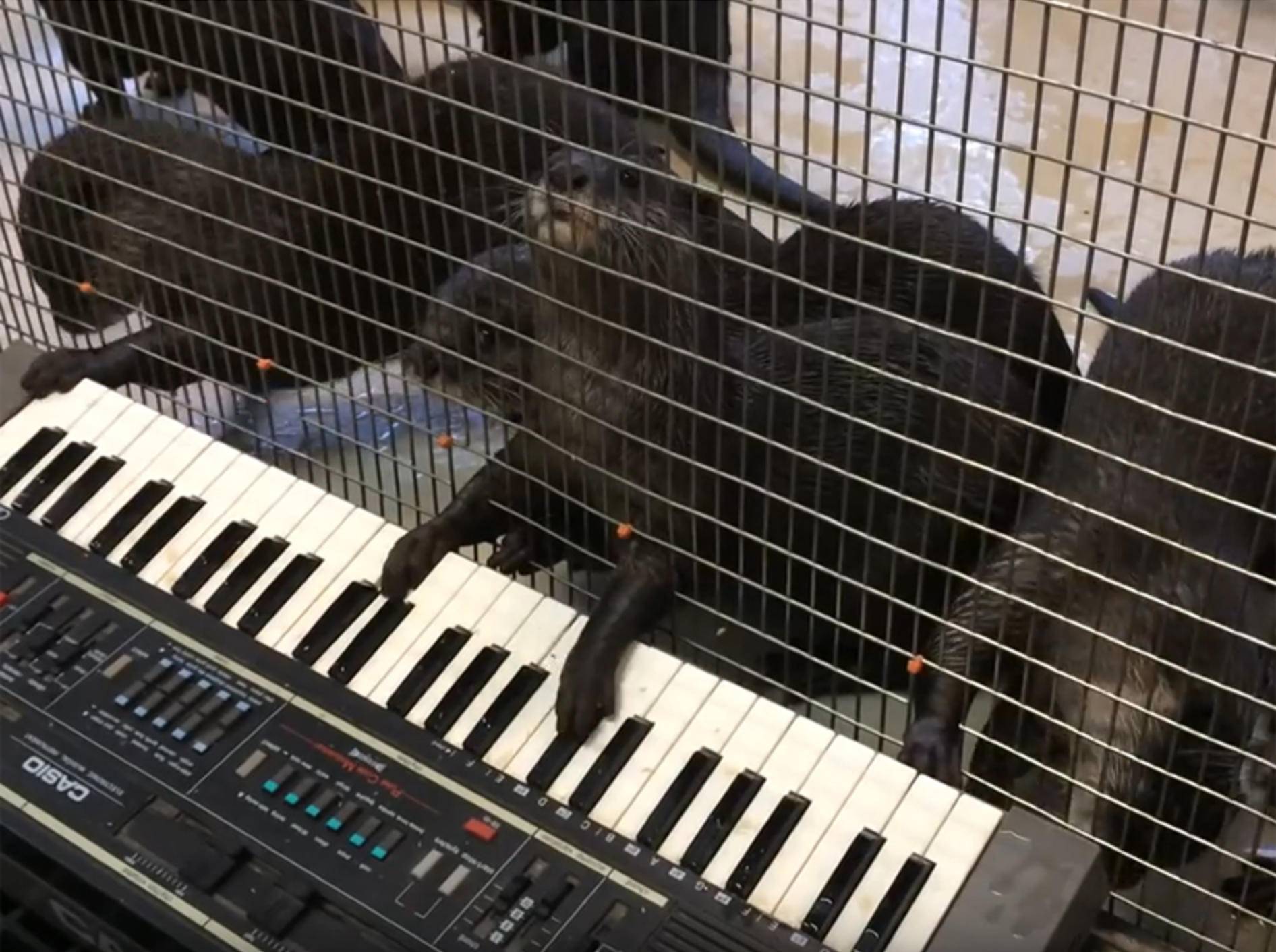 Ein Klavier, ein Klavier! Süße Otter sind sehr musikalisch – YouTube / Smithsonian's National Zoo