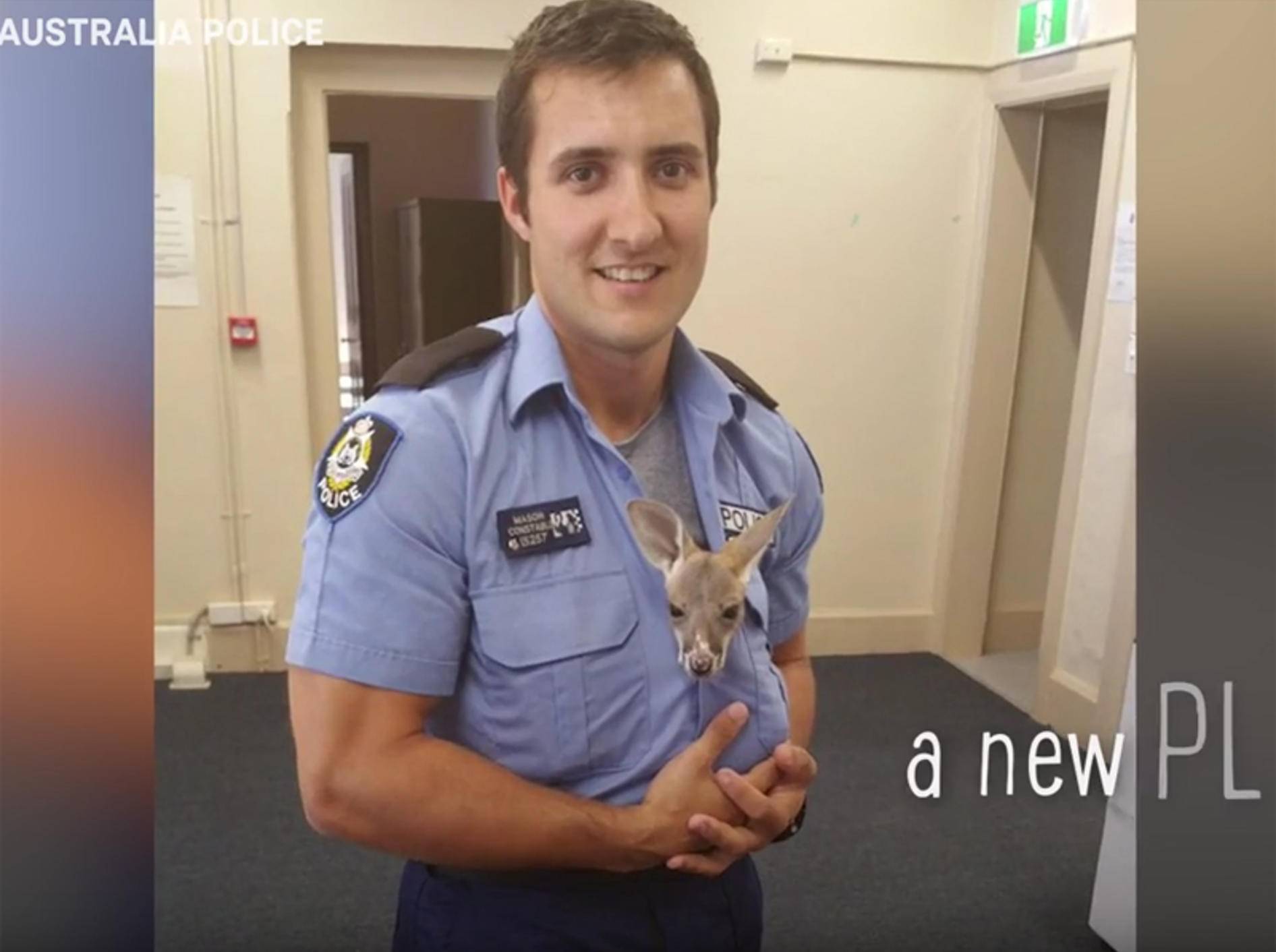 Polizist spielt "Ersatzmama" für verwaistes Känguru-Baby – YouTube / The Dodo