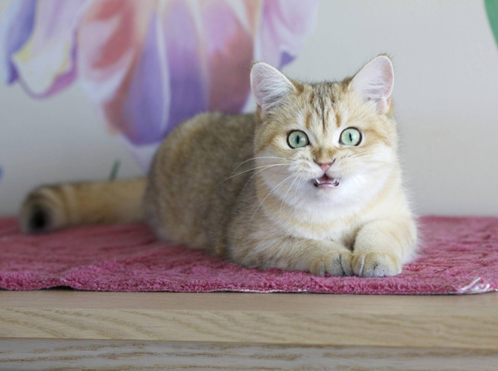 Was will diese Britisch-Kurzhaar-Katze uns mit ihrem Gurren wohl mitteilen? – Shutterstock / Alina Simakova