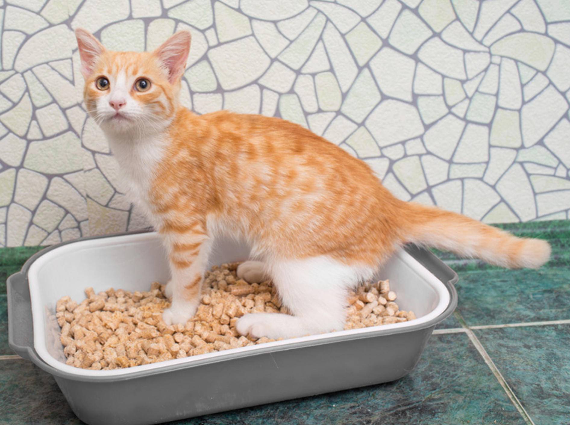 Zwar geht dieser Stubentiger brav aufs Katzenklo – seine Artgenossen hinterlassen dennoch gerne Katzenurin-Geruch auf Möbeln und Teppichen – Tiplyashina Evgeniya/Shutterstock