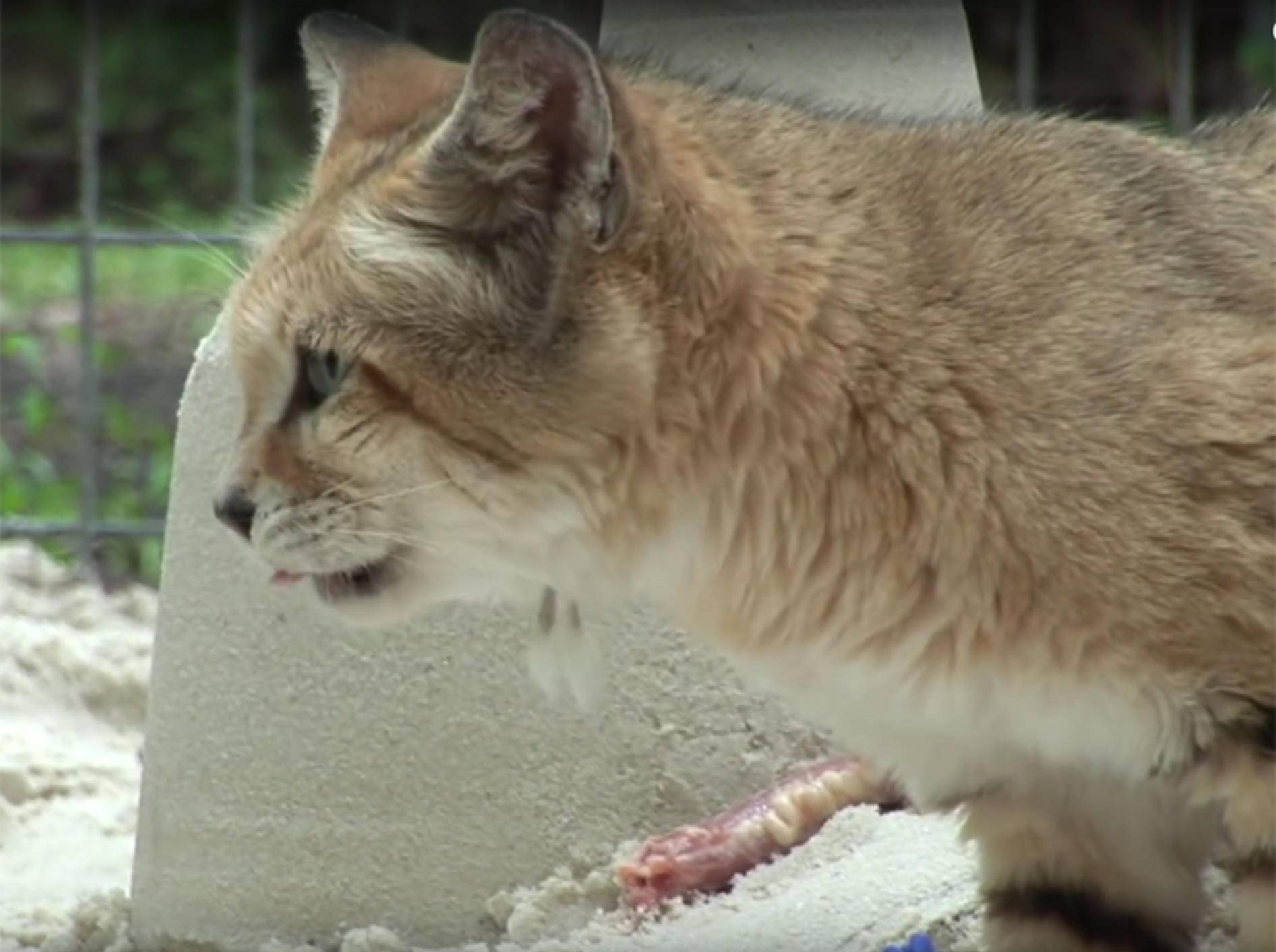 Sandkatzen feiern Geburtstag mit Fleischtorte und Sandburg – YouTube / Big Cat Rescue
