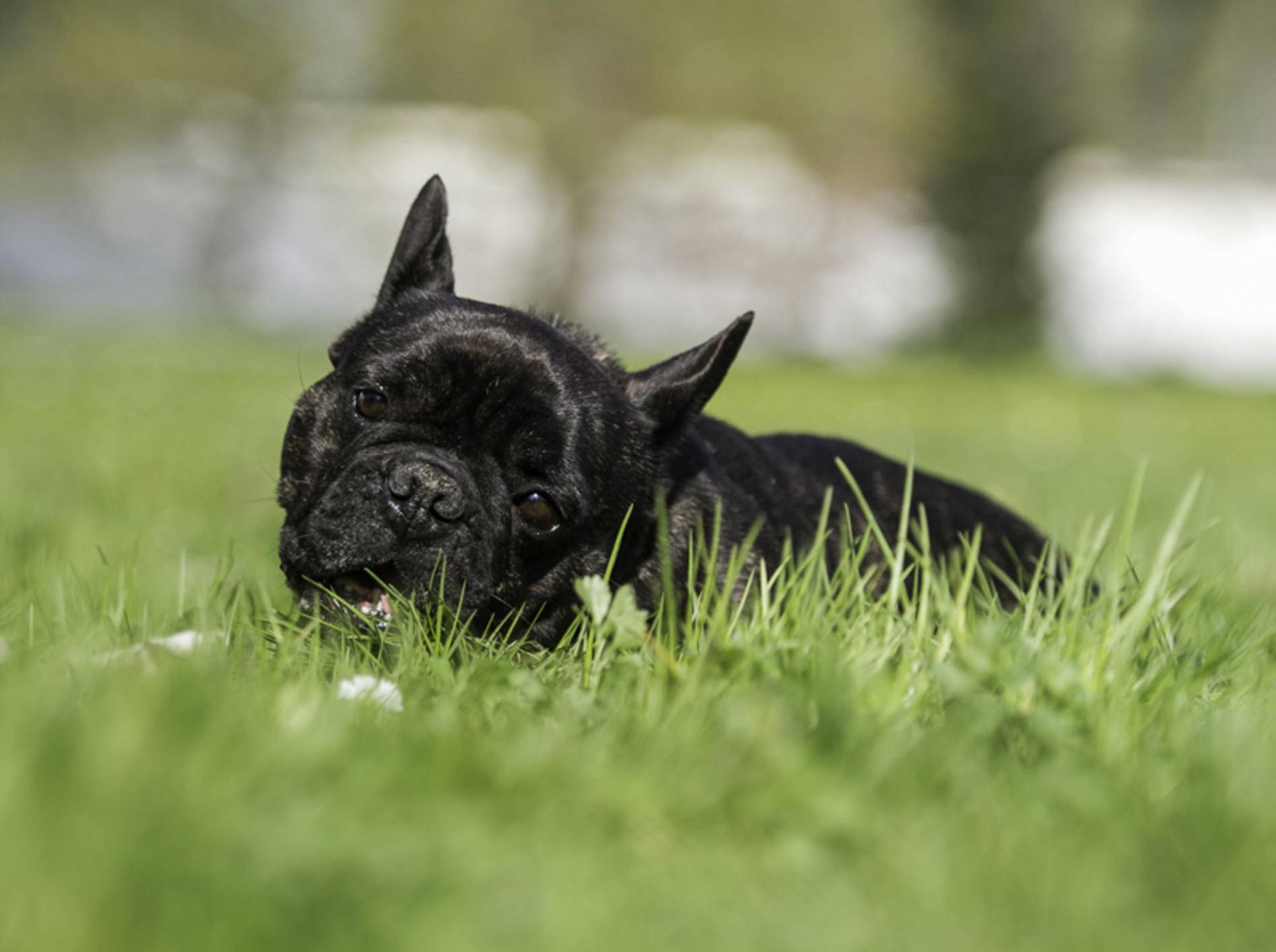 Hund frisst Gras: Wichtig für die