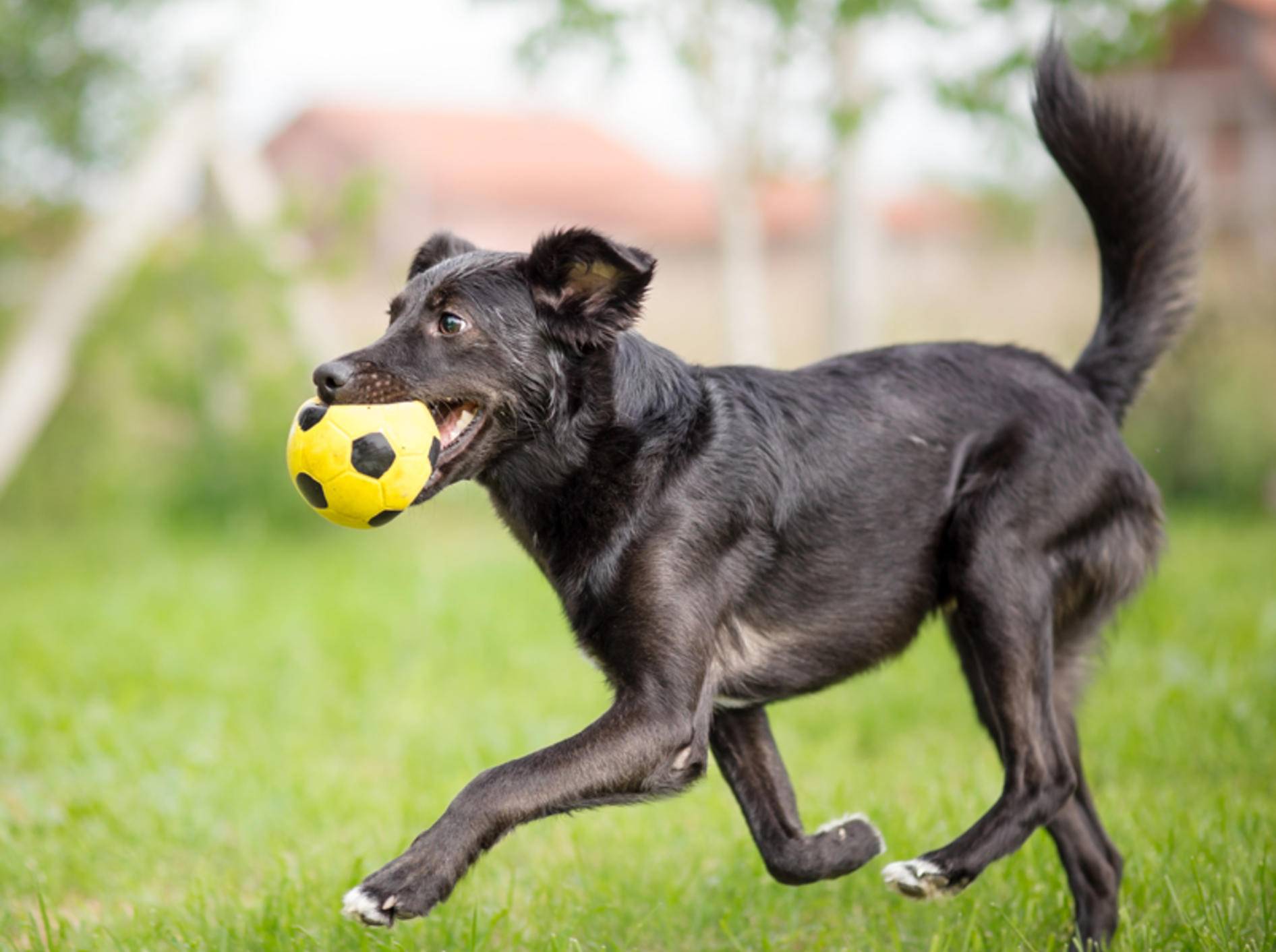 Dieser süße Hund ist beim Spielen voll in seinem Element – Shutterstock / Lunja