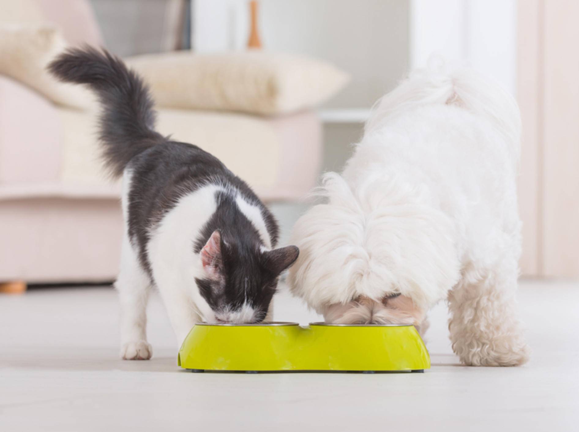 Katzen und Hunde haben unterschiedliche Trinkgewohnheiten – Shutterstock / Monika Wisniewska