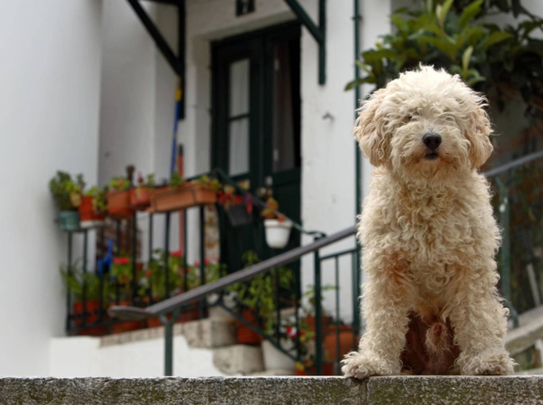 Auch dieser puschelige spanische Wasserhund kann lernen, Türen zu öffnen – Shutterstock / aaleksander