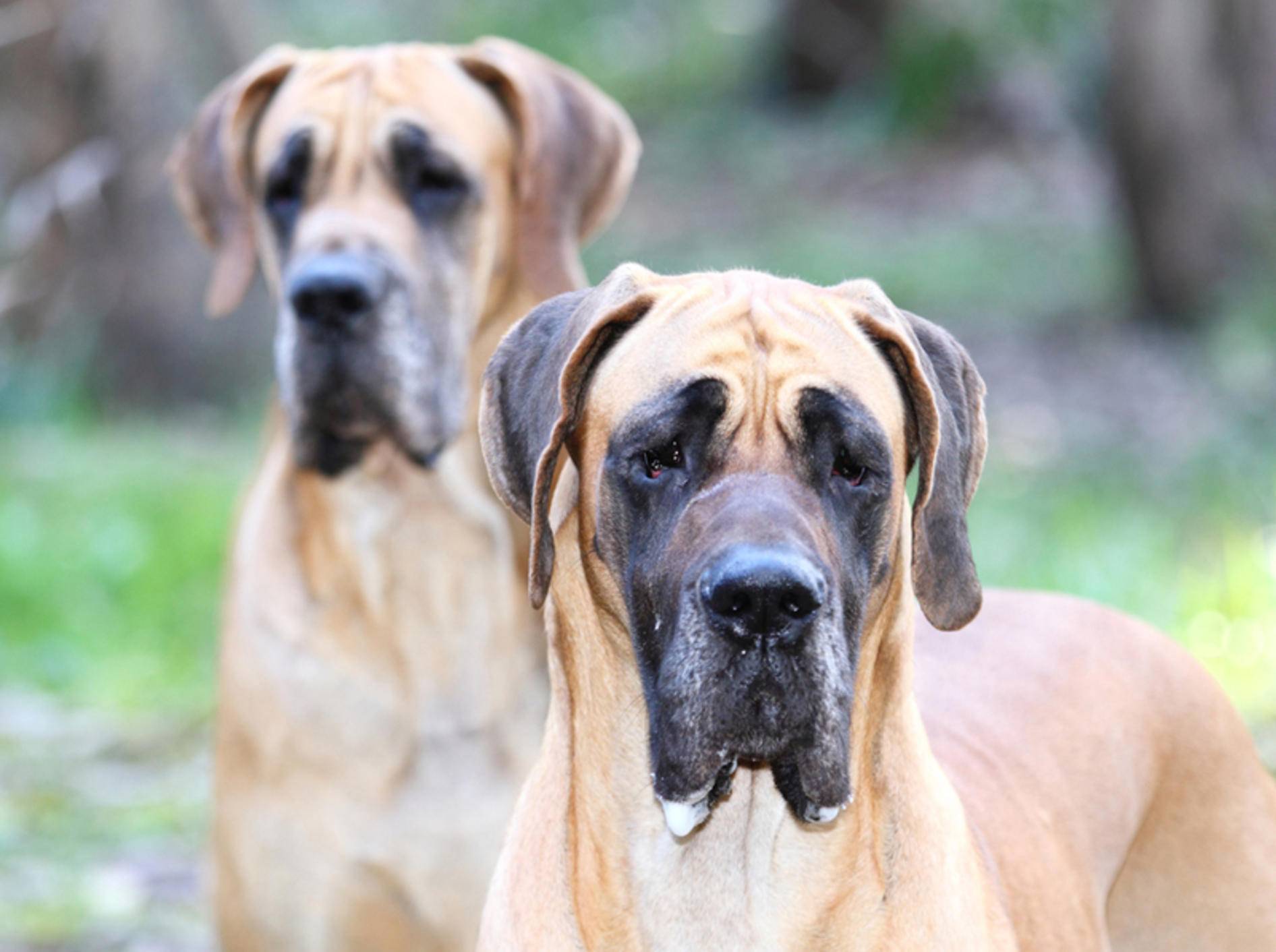 Groß und lieb sind sie – doch bevor Sie eine Deutsche Dogge kaufen, sollten Sie gut nachdenken – Shutterstock /Jesus Souto