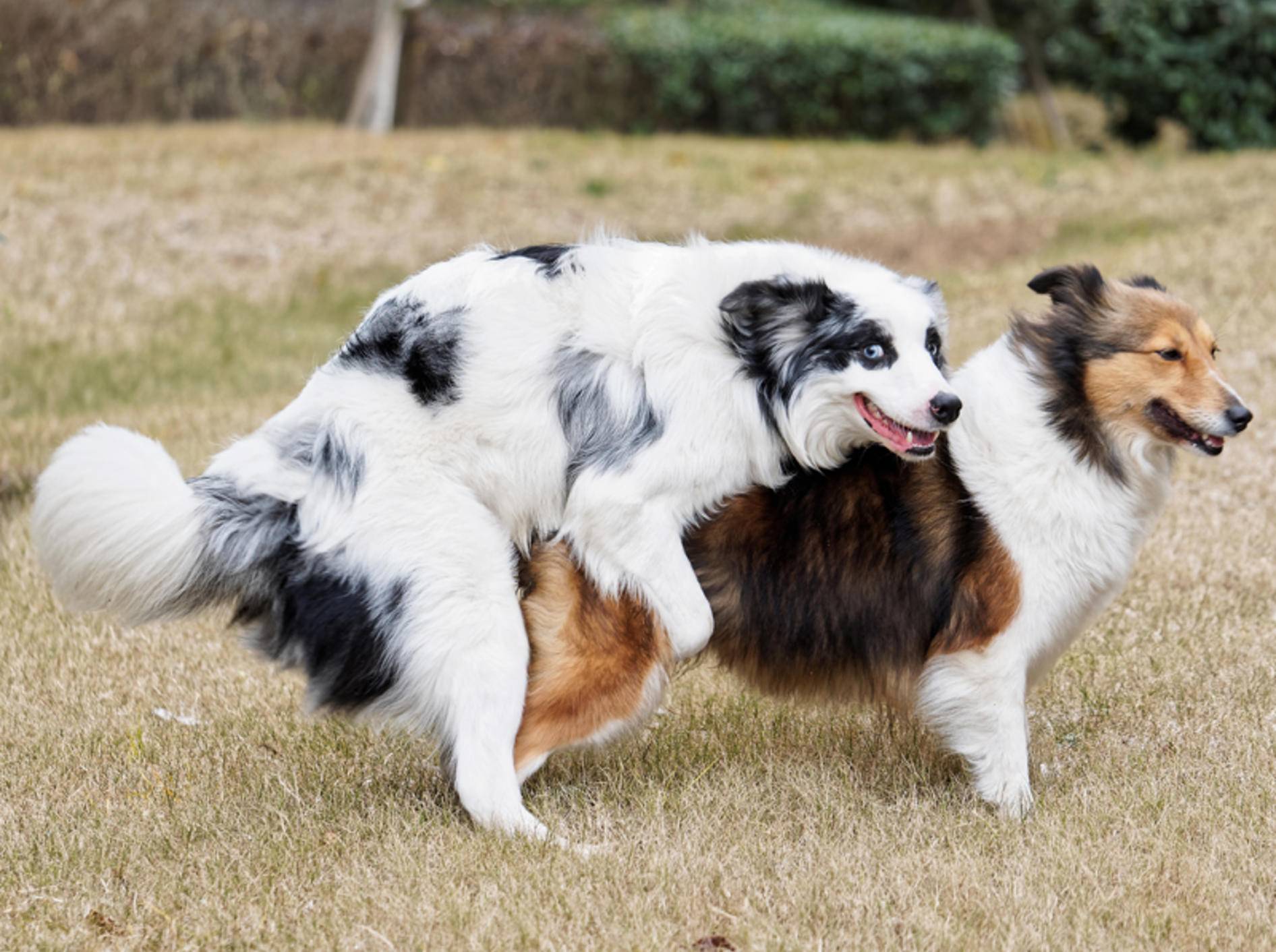 Zwei Hunde in flagranti beim Deckakt: "Hey! Nicht gucken! Hier gibt es nichts zu sehen." – Shutterstock / atiger