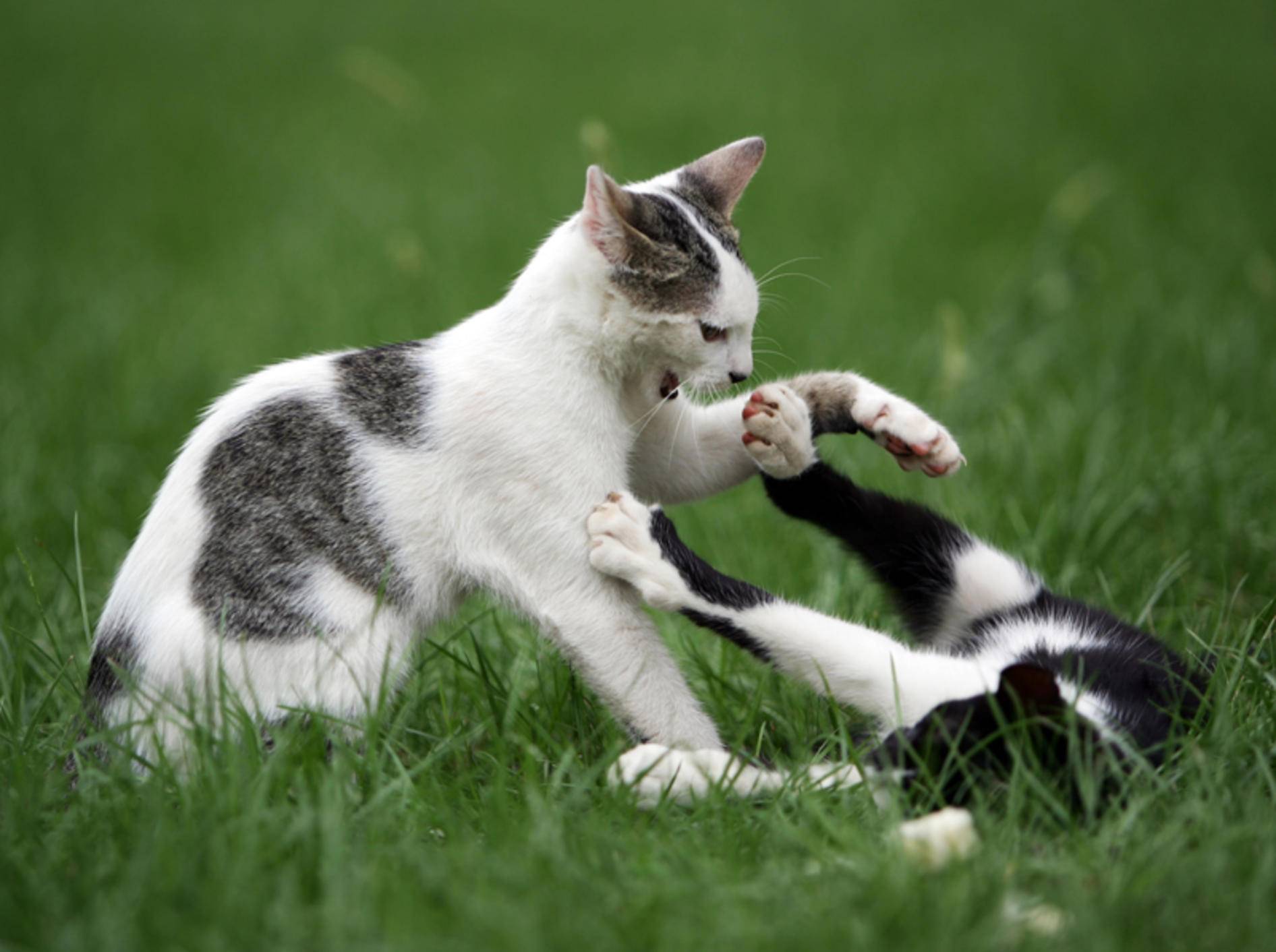 Katze Mit Babykatze Zusammenführen
