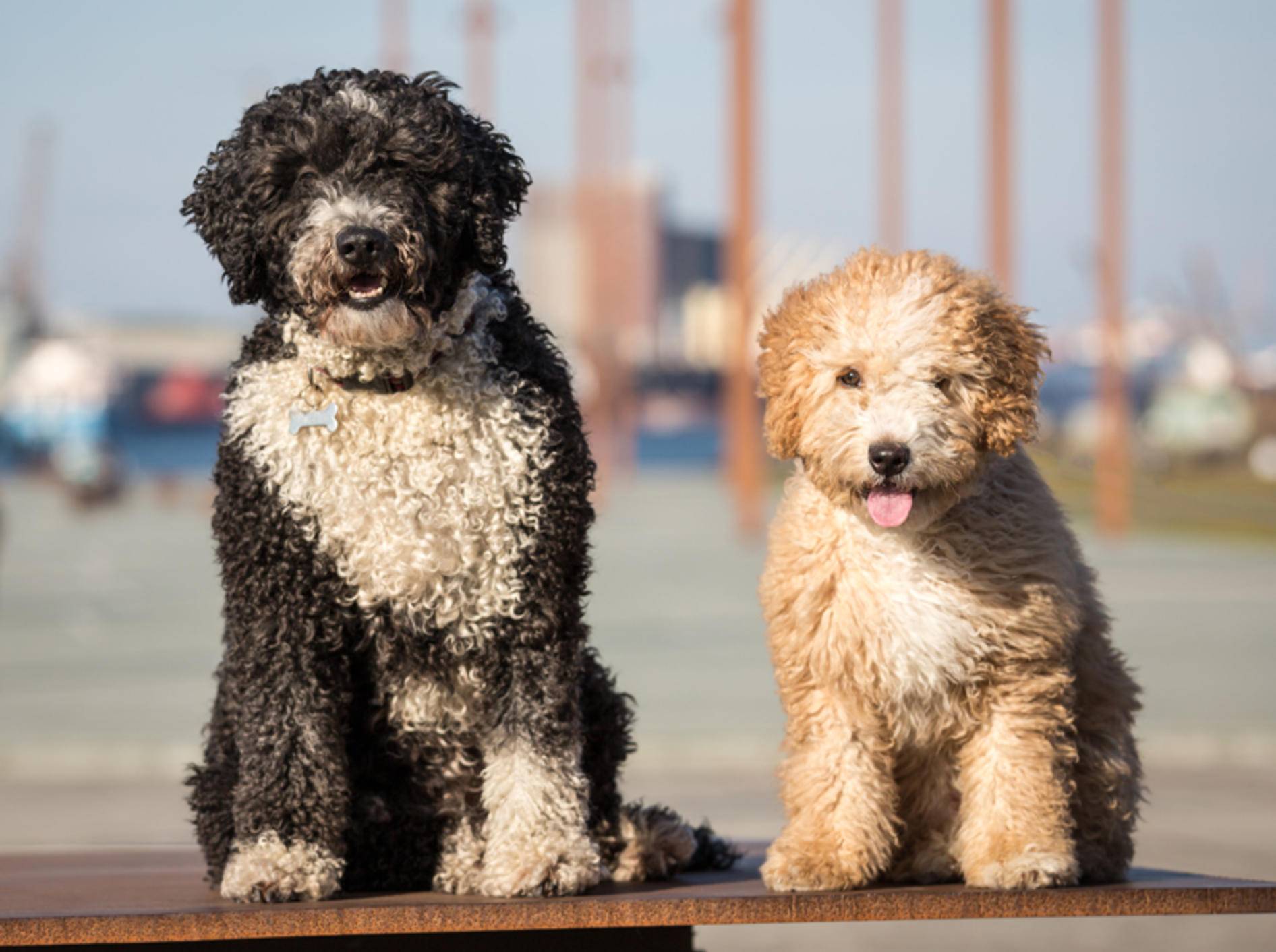 Diese zwei süßen Fellnasen sind spanische Wasserhunde und können für Allergiker geeignet sein – Shutterstock / Daz Stock