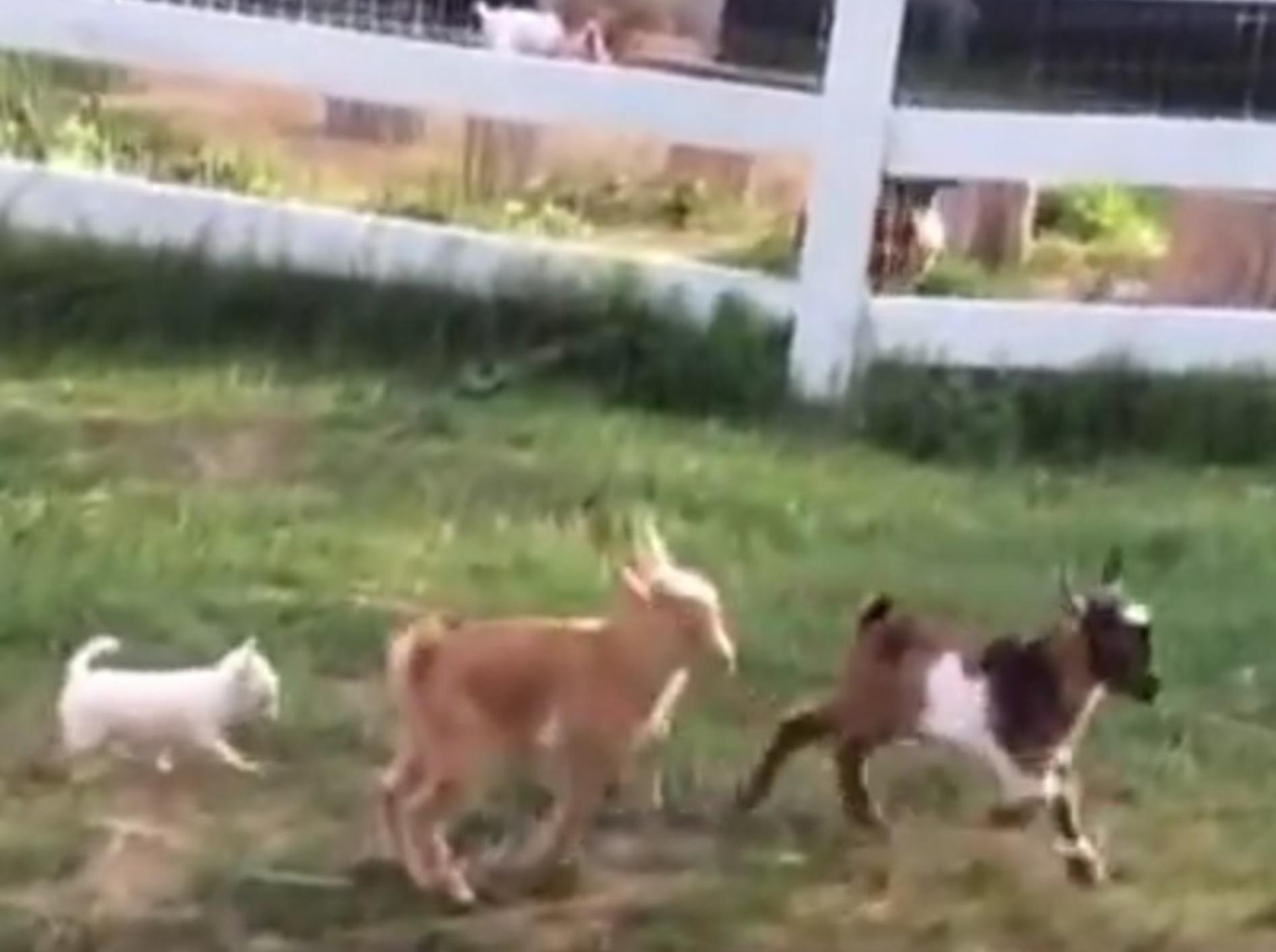 Lola tobt mit ihren Ziegenfreunden um die Wette – YouTube / Sunflower Farm Creamery