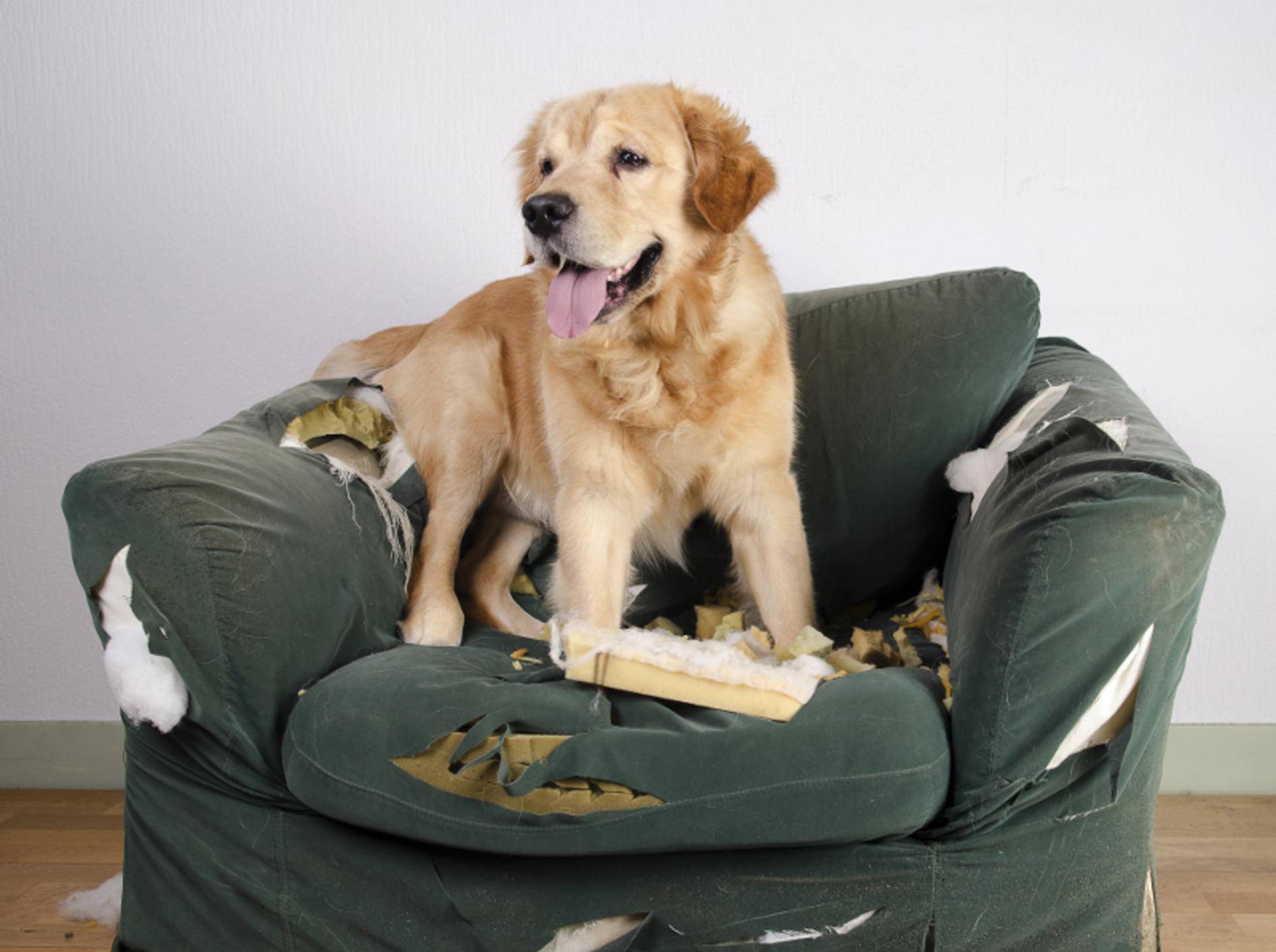"Warum bist Du denn sauer? Gestern durfte ich doch noch auf den Sessel" – Konsequenz ist ein wichtiger Faktor in der Hundeerziehung – Shutterstock / Jeroen van den Broek