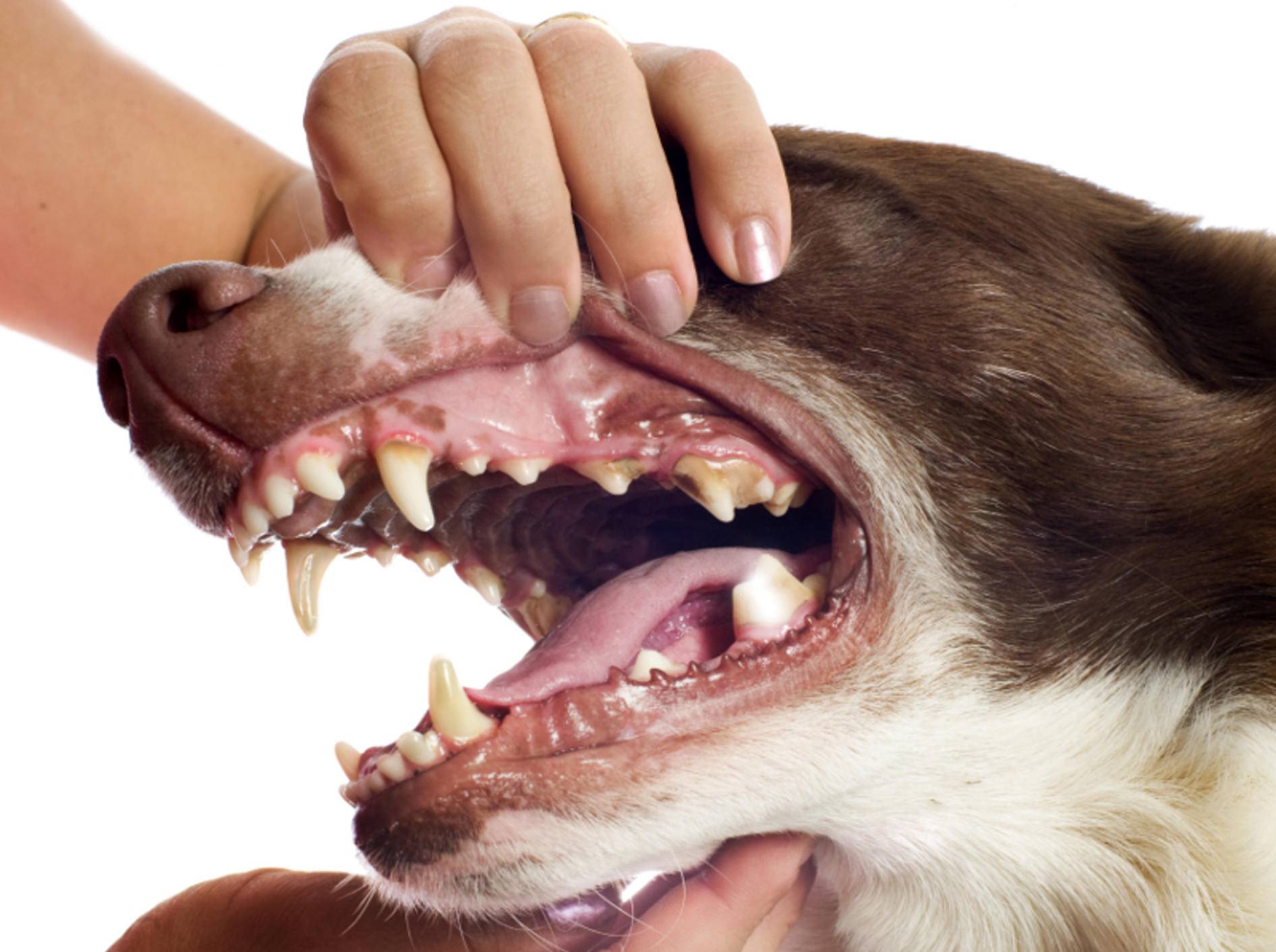 Почему собаки воняют. Зуб.