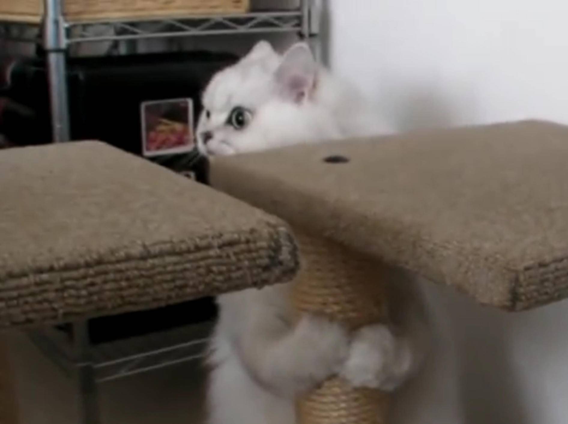 "Wer wagt es, mein Spiel zu stören", denkt sich die Katze Atom – YouTube / Rumble Viral