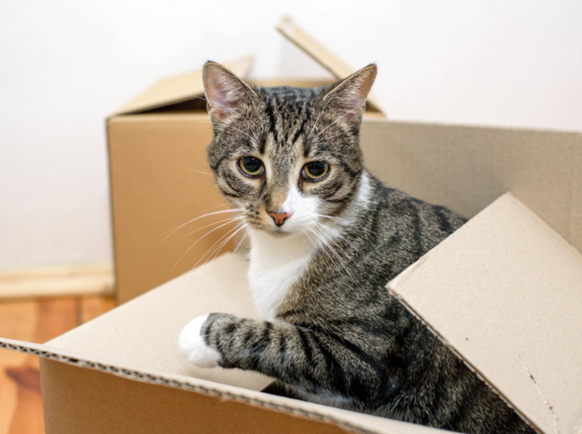 Warum Lieben Katzen Enge Kisten Und Kartons
