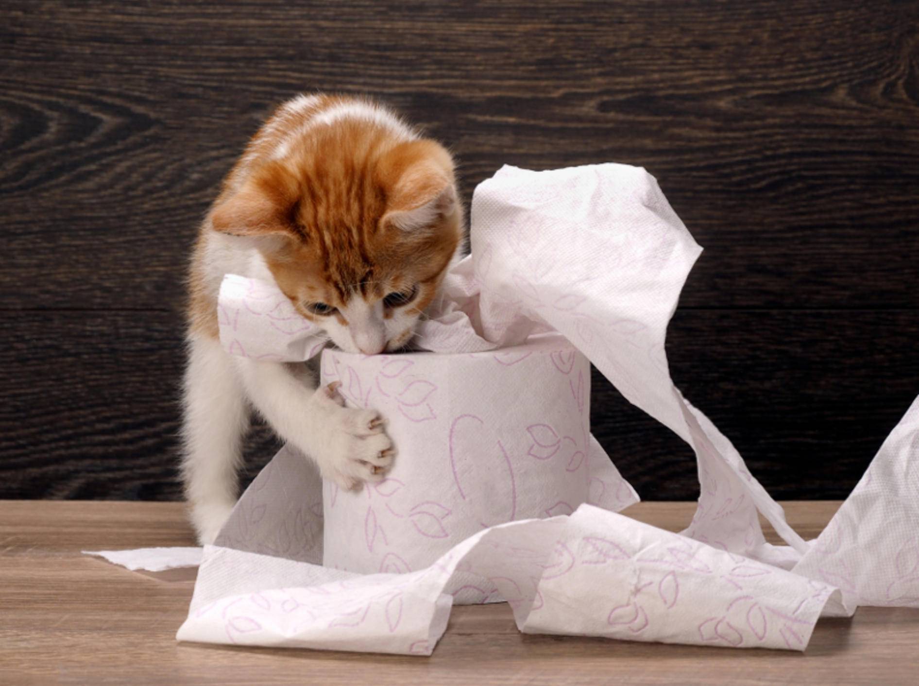 "Das durfte ich nicht? Letztes Mal wars noch kein Problem für dich!" – Katzenerziehung erfordert Konsequenz und keine Widersprüche – Shutterstock / Irina Kozorog