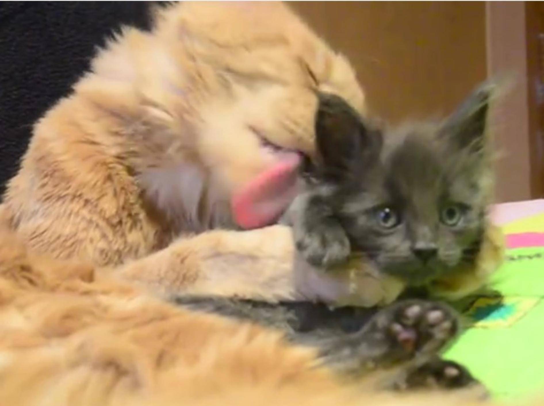 Wer die Fellpflege noch nicht alleine schafft, dem hilft die liebe Katzenmama – YouTube / Rumble Viral