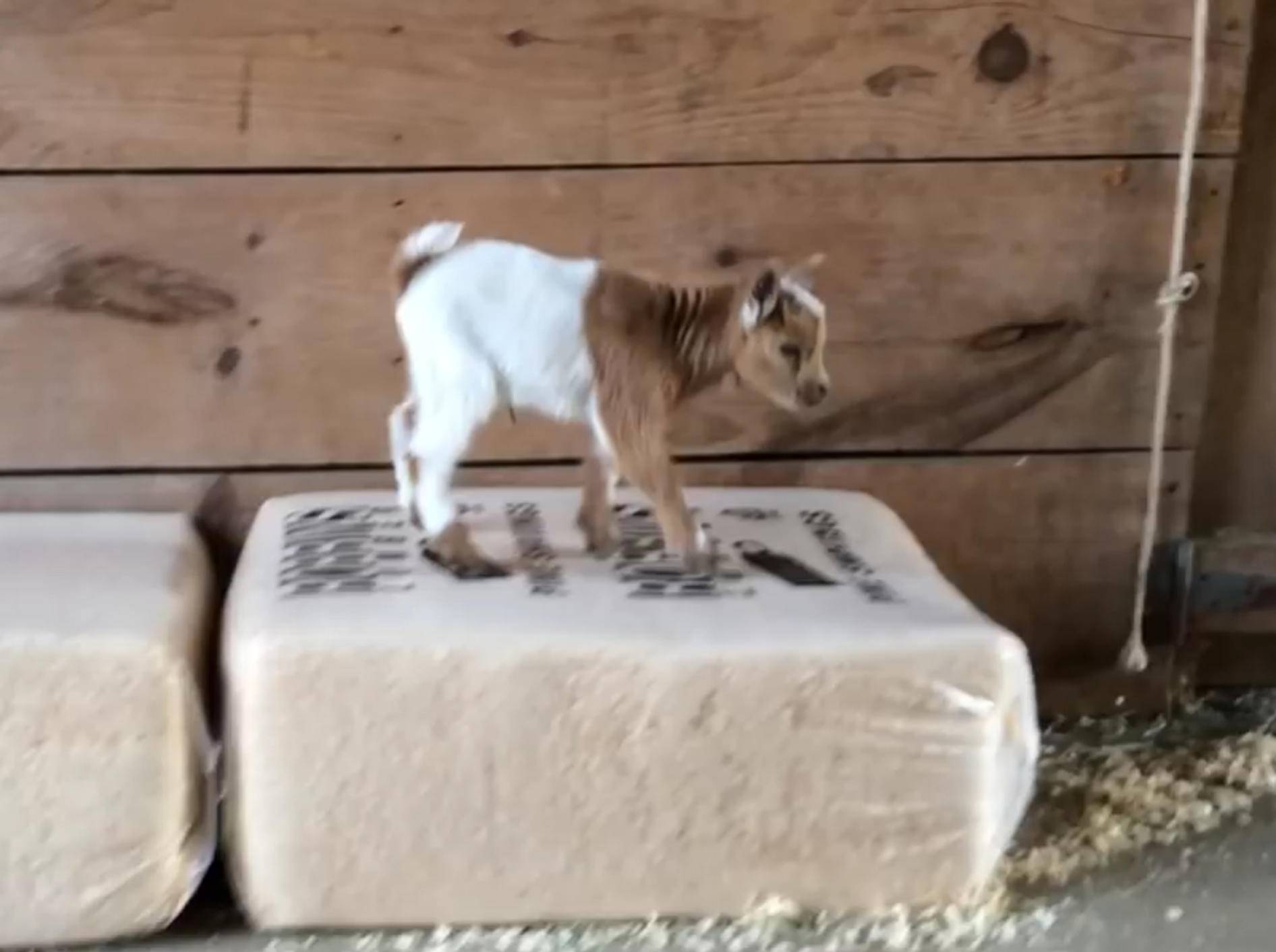 Arthur die Ziege ist erst vier Tage alt und springtt schon wie eine große! – YouTube / Sunflower Farm Creamery