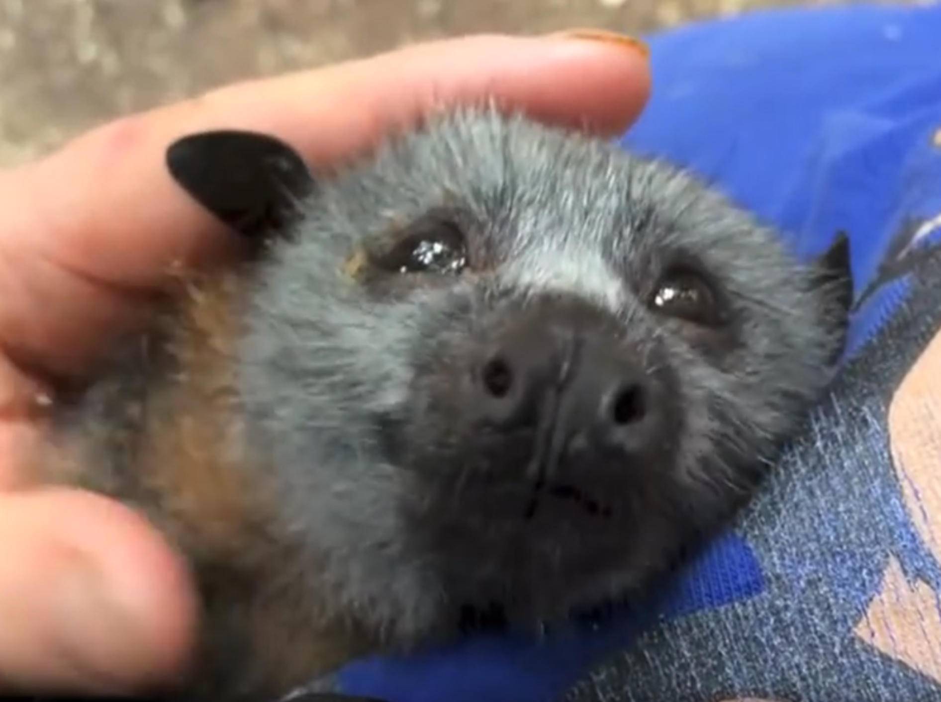 Baby-Fledermaus quiekt beim Kuscheln – YouTube / Megabattie