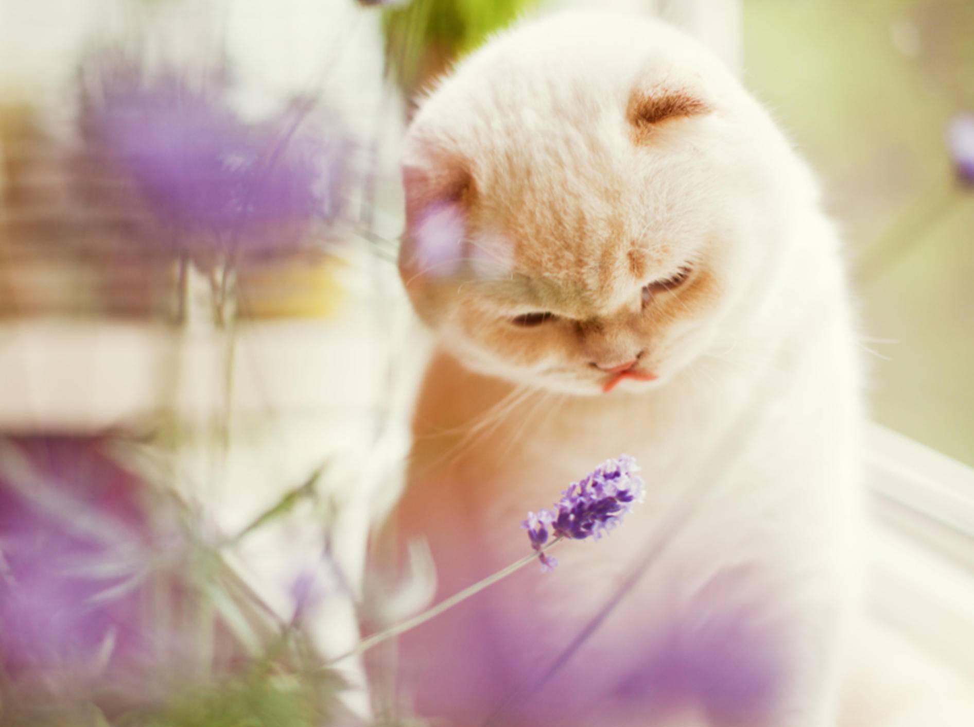 Wer seine Katze mit Naturheilkunde oder Homöopathie behandeln lassen möchte, geht zum Tierheilpraktiker – Shutterstock / aprilante
