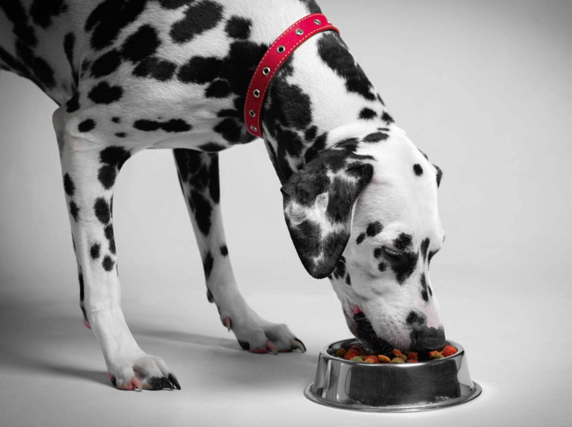 Diesem Dalmatiner schmeckt sein Trockenfutter offenbar – Shutterstock / Sergey Fatin