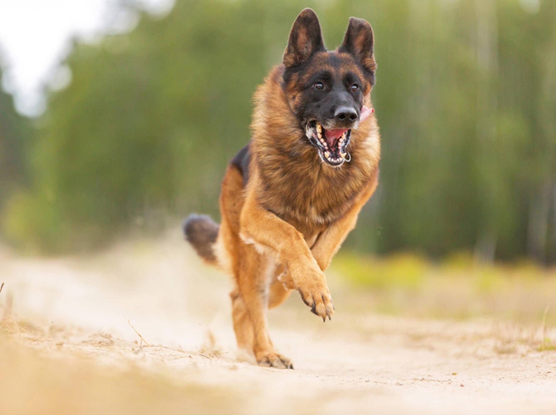 Wenn ein Hund Ihnen so entgegenläuft, heißt es: Ruhe bewahren! – Shutterstock / AsyaPozniak