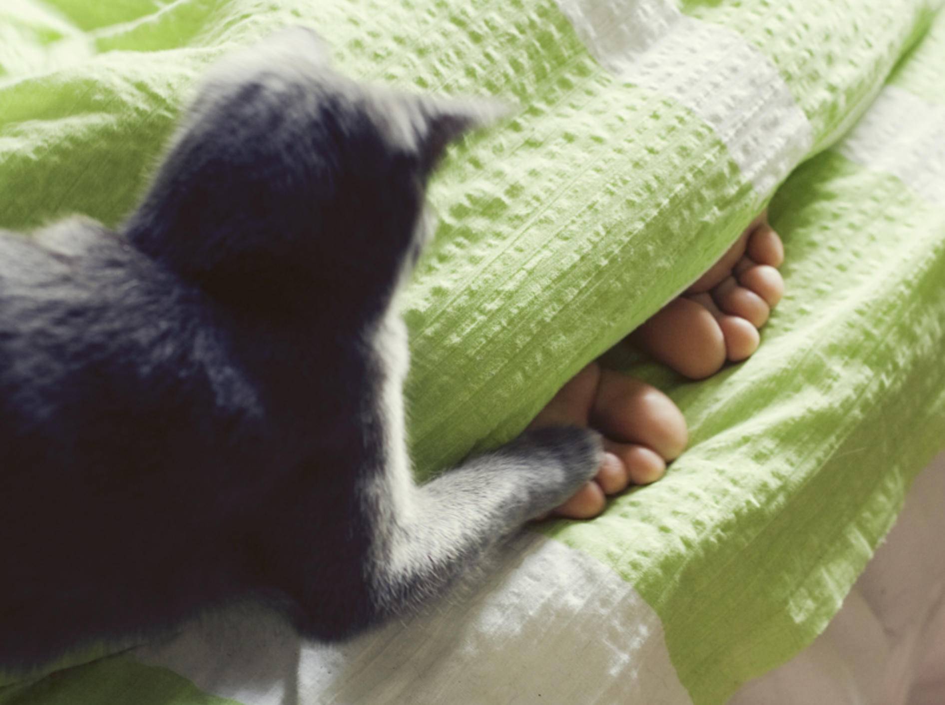 "Hab dich!": Die kleine Katze hält die Füße unter der Bettdecke für Beute – Shutterstock / Diana Taliun