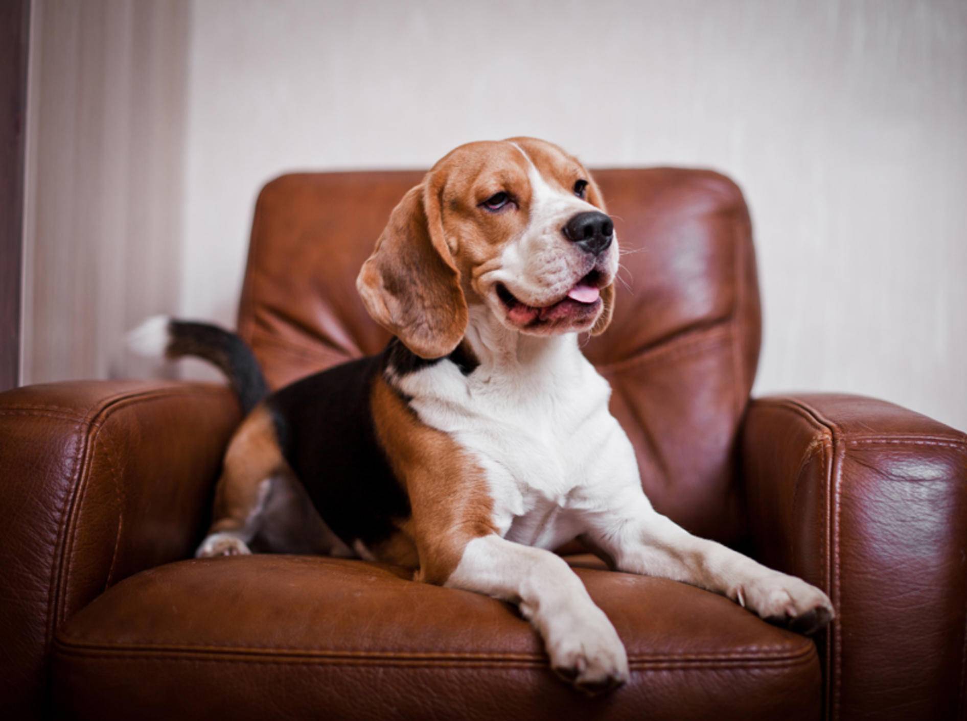 "So, das ist jetzt mein Sessel, hier bleibe ich sitzen": Frecher Beagle macht es sich gemütlich – Shutterstock / dezi
