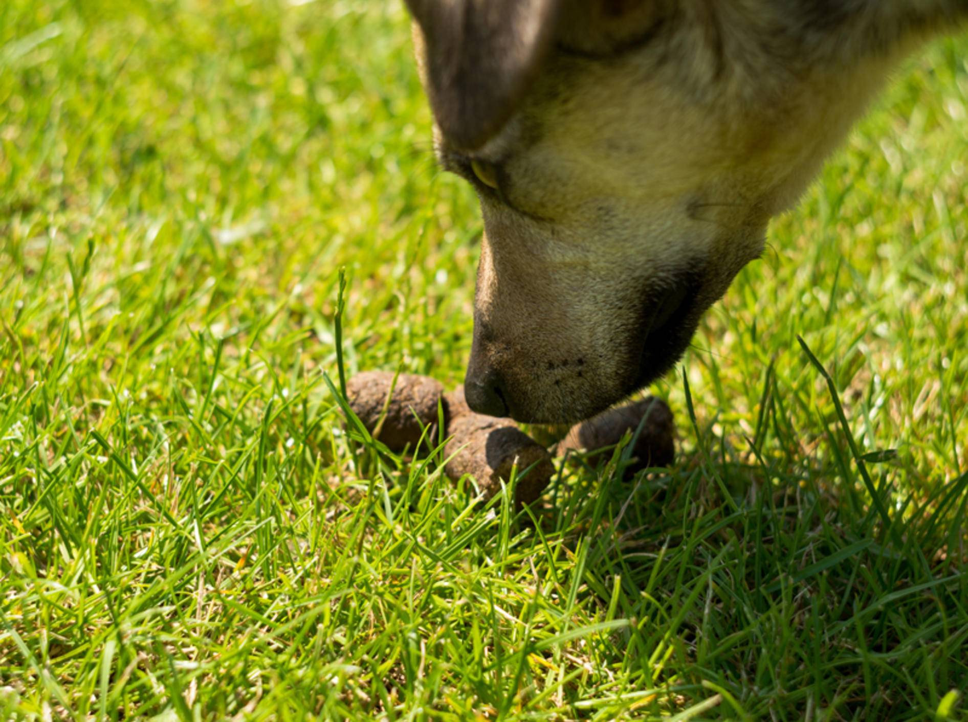 Hund Frisst Alles Vom Boden Was Tun Gegen Mullschlucken