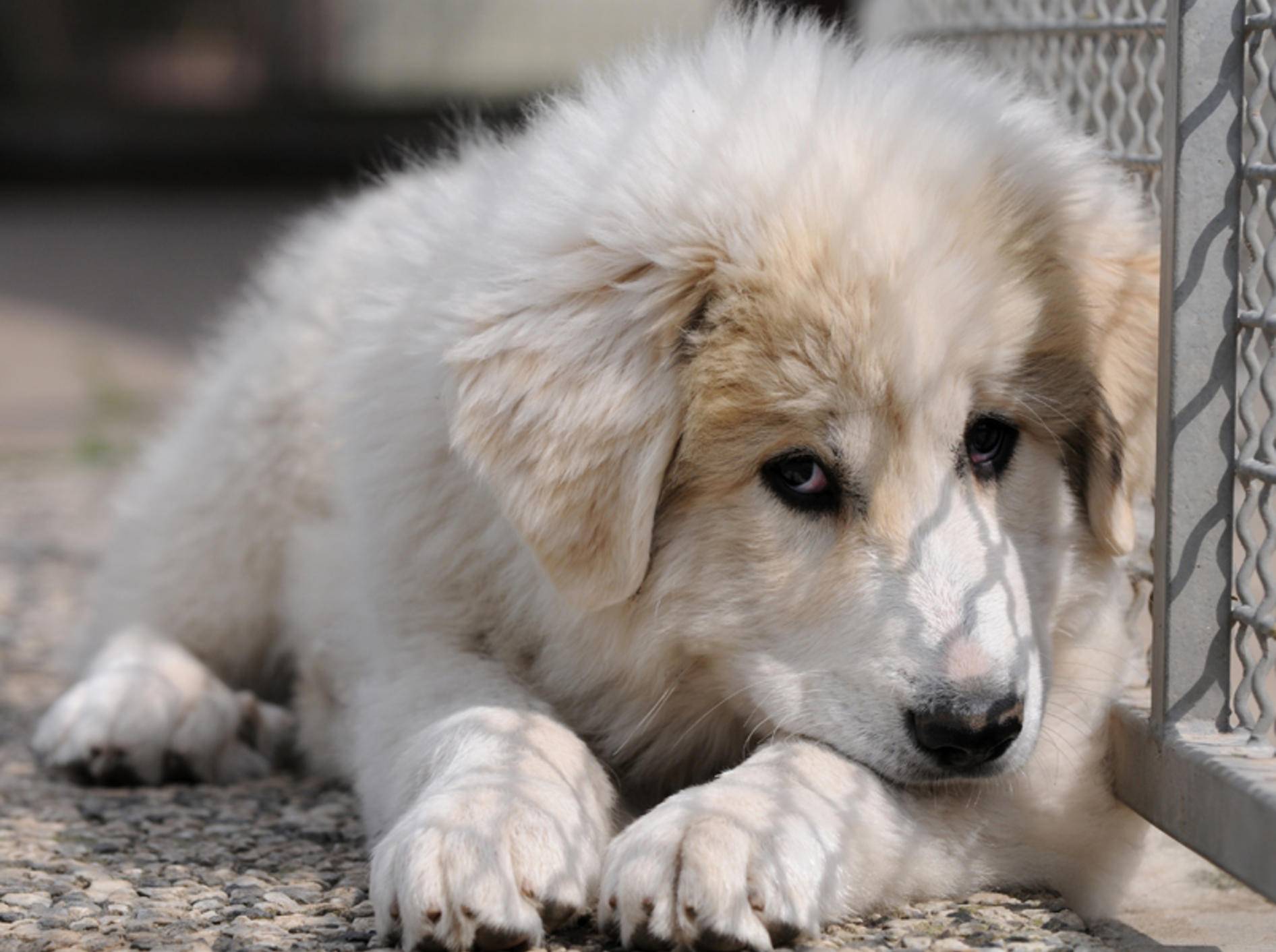 Der Pyrenäenberghund sieht zwar plüschig und niedlich aus, doch auch er ist ein Herdenschutzhund, der einen erfahrenen Hundehalter braucht – Shutterstock / Schubbel