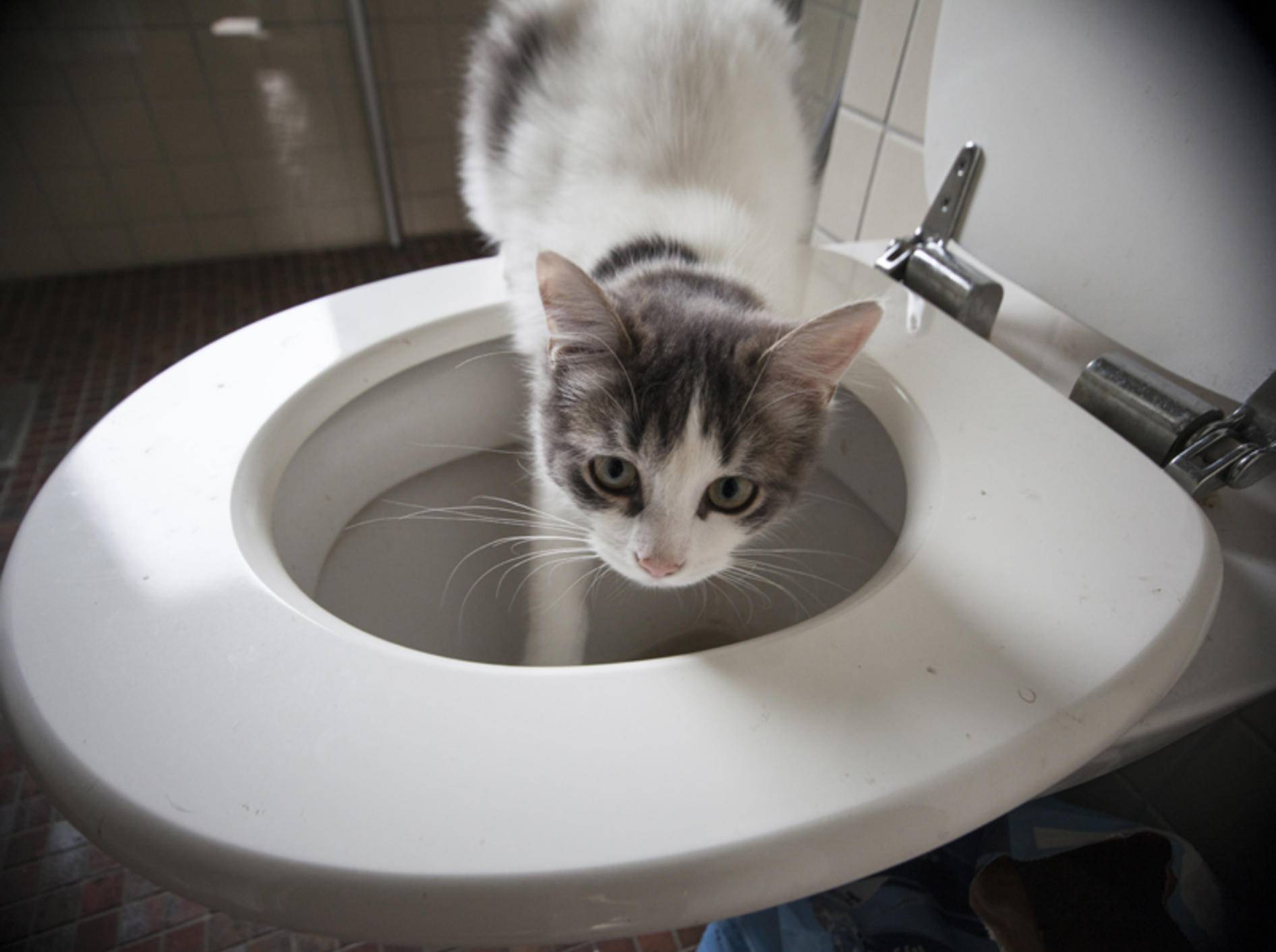 Hoppla! Diese durstige Katze wurde auf frischer Tat ertappt – Shutterstock / Olivia Lorot