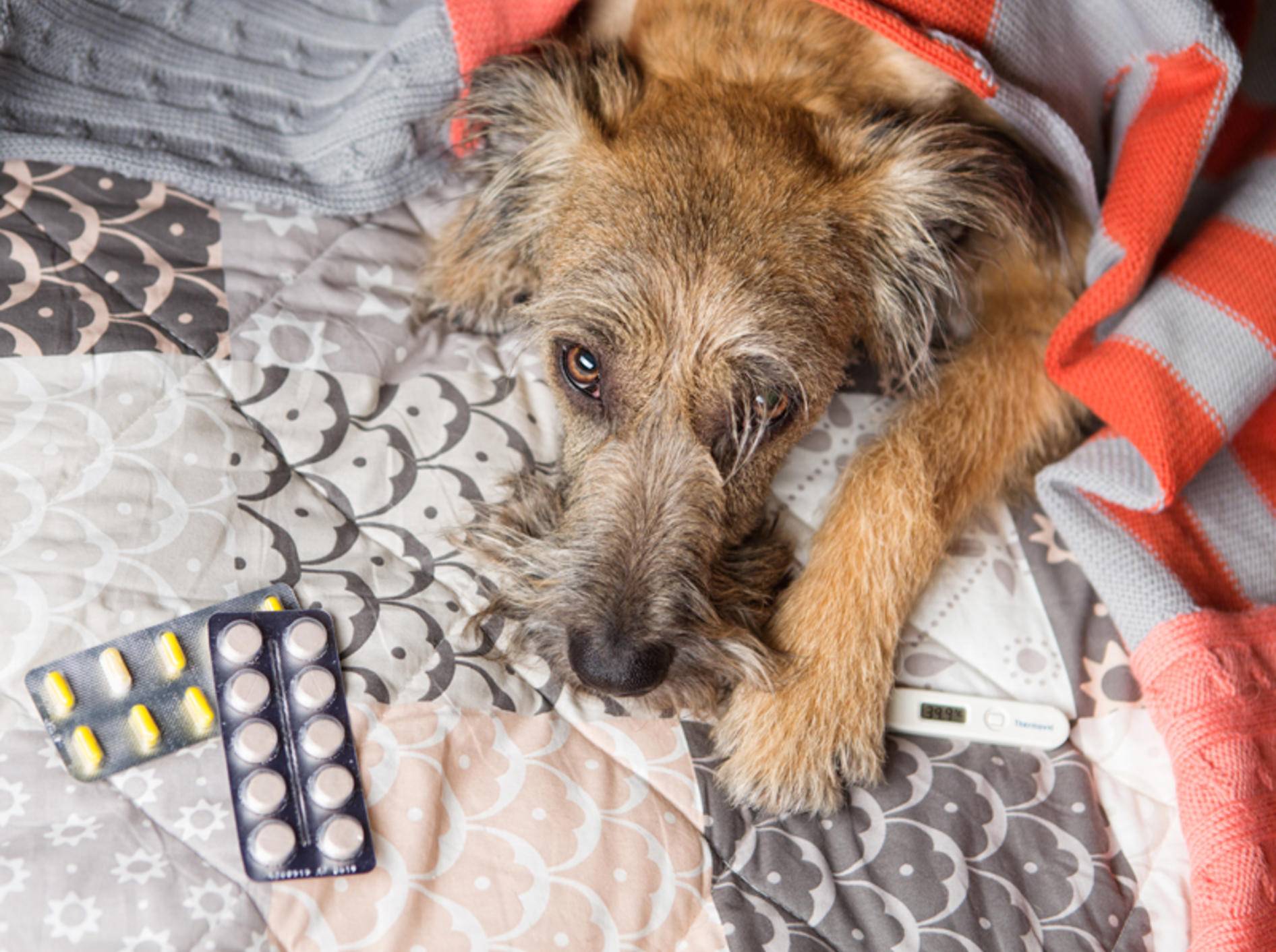 Schmerzmittel für Menschen sind für Hunde viel zu hoch dosiert und in der Regel giftig – Shutterstock / Kazantseva Olga