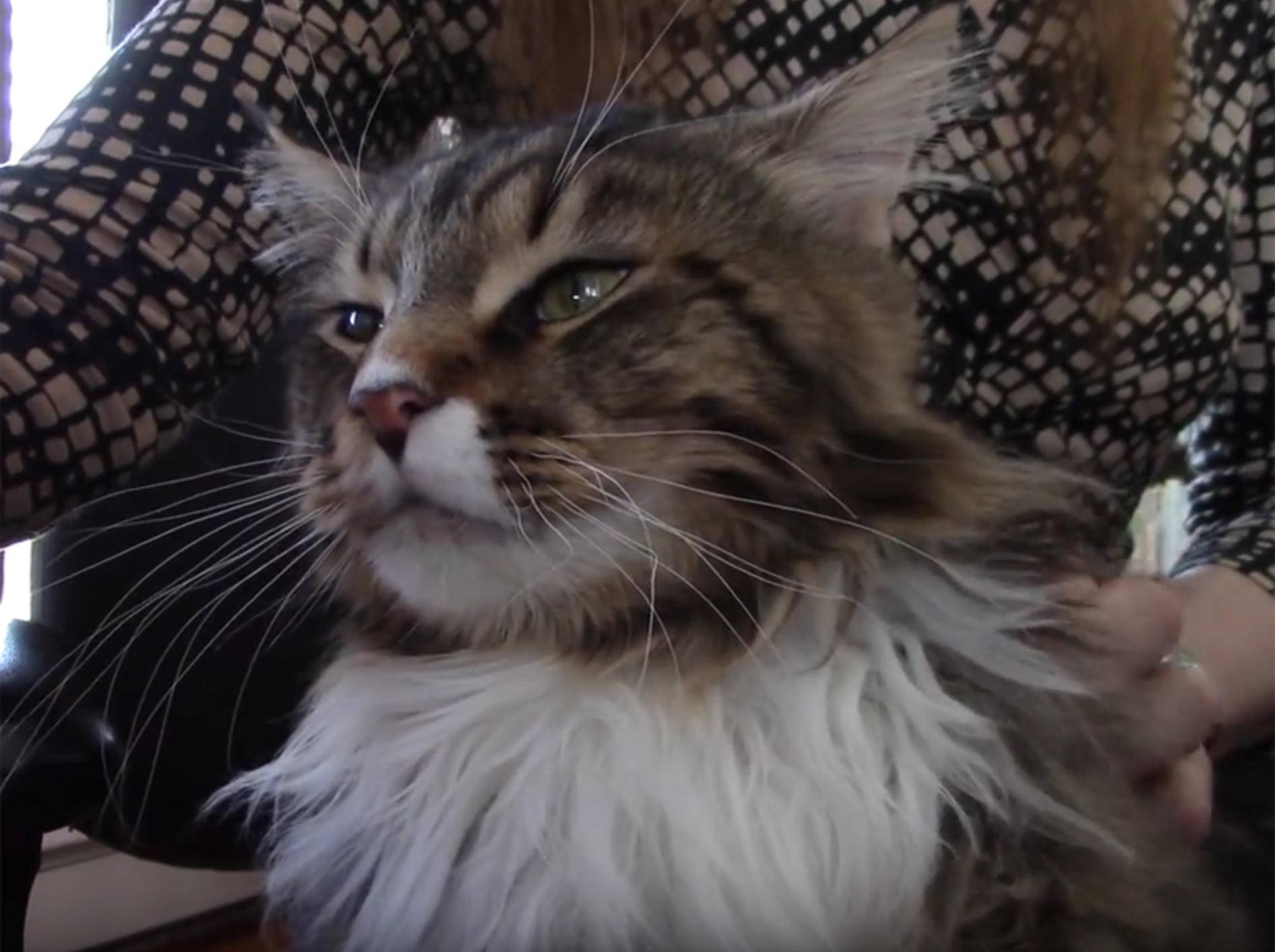 Maine-Coon-Katze wird massiert und findet das wunderbar – YouTube / jzathey