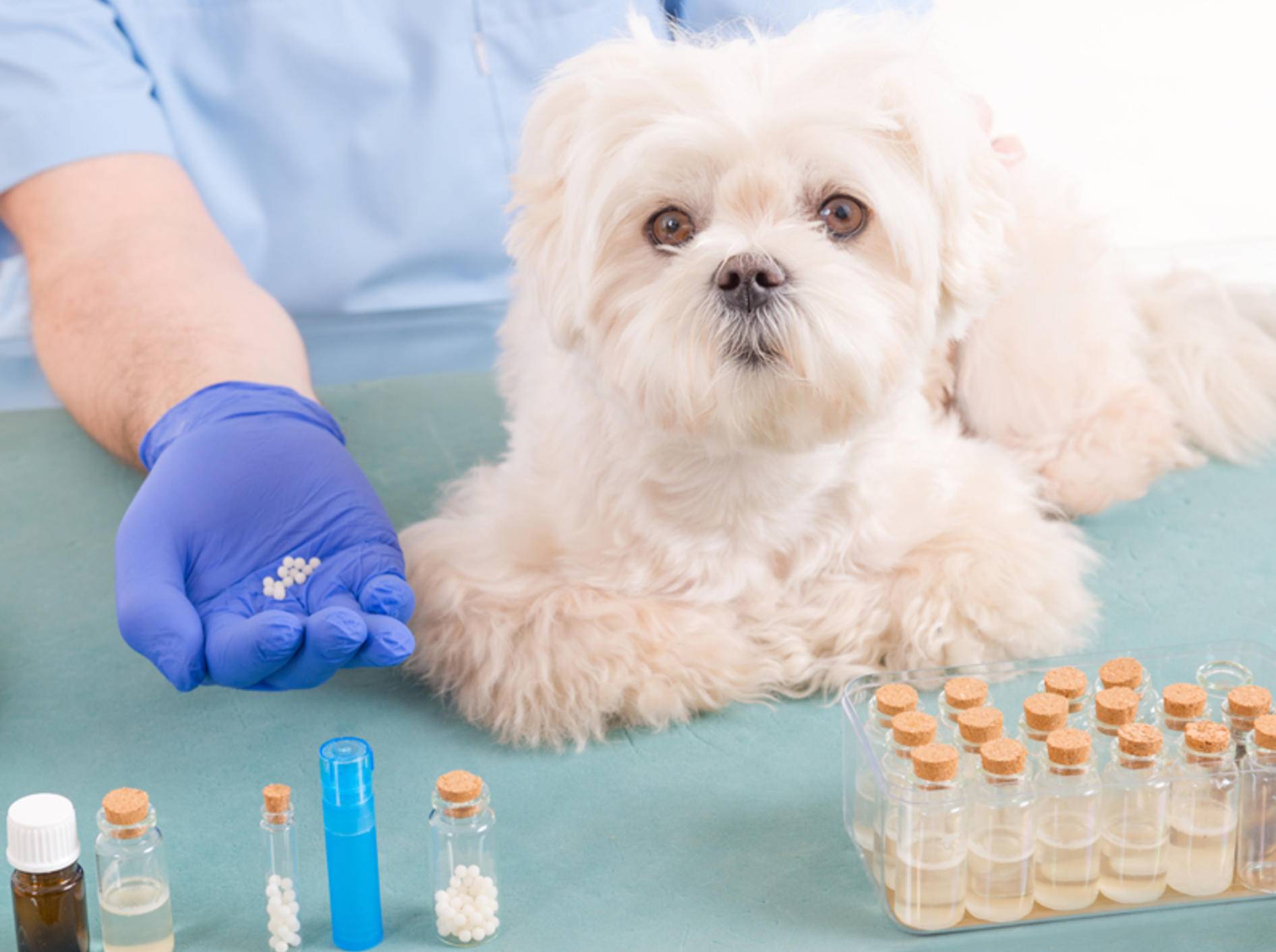 Homöopathische oder pflanzliche Mittel sollten Hunde nie ohne Absprache mit dem Tierarzt einnehmen – Shutterstock / Monika Wisniewska