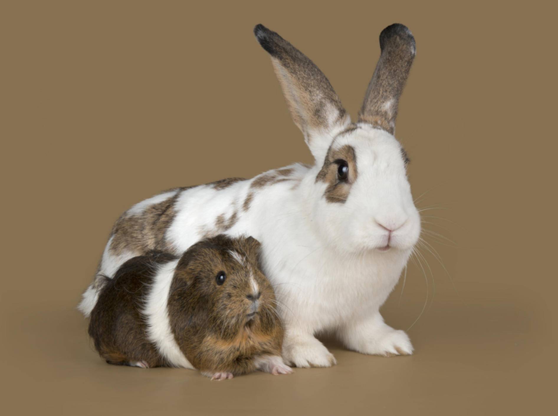 Meerschweinchen und Kaninchen kommunizieren auf ganz unterschiedliche Art und Weise – Shutterstock / photos2013