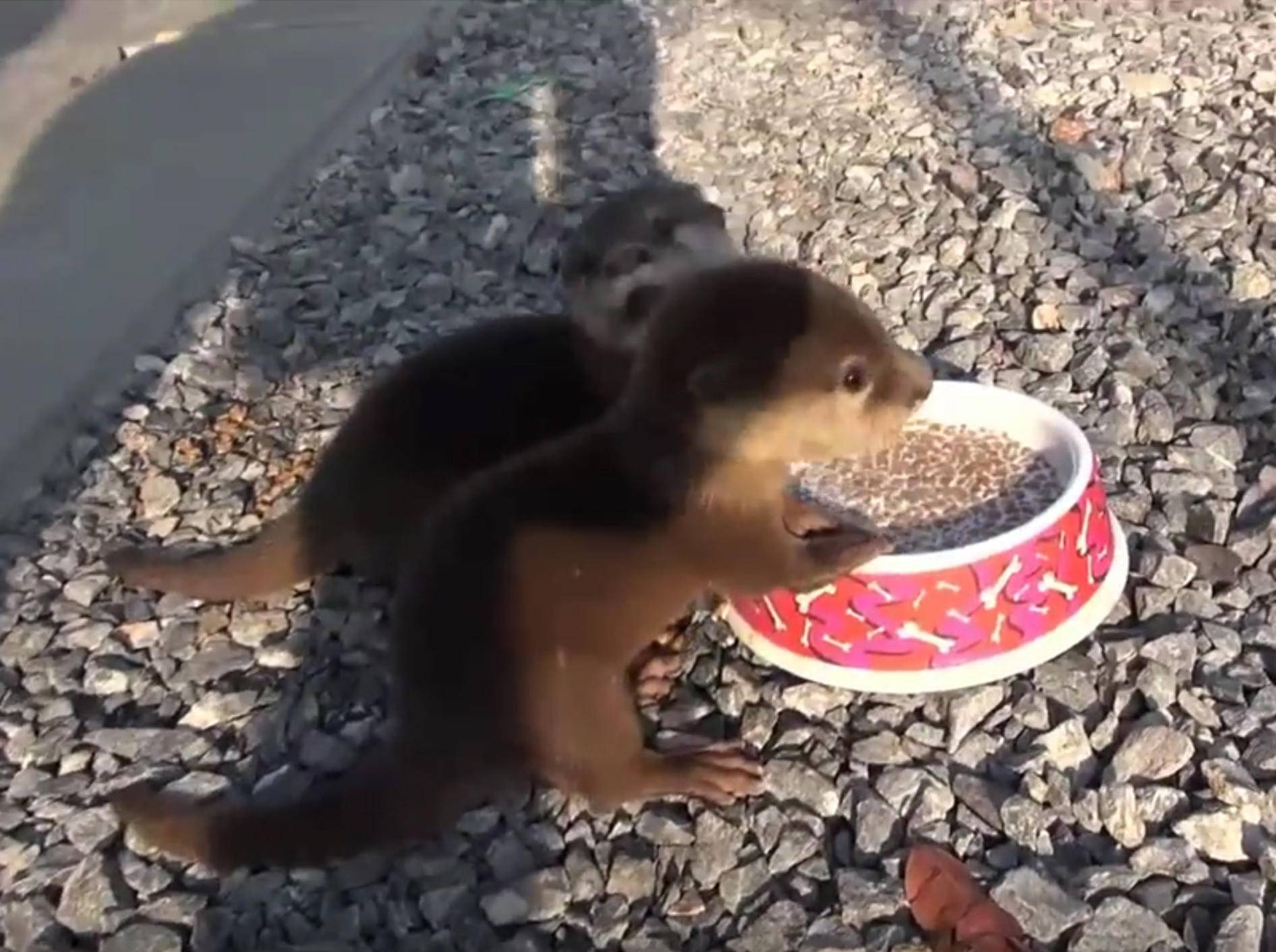 Otterbabys quieken fröhlich, weil ihnen ihr Essen so gut schmeckt – YouTube / FRANK CUESTA - CANAL YOUTUBE