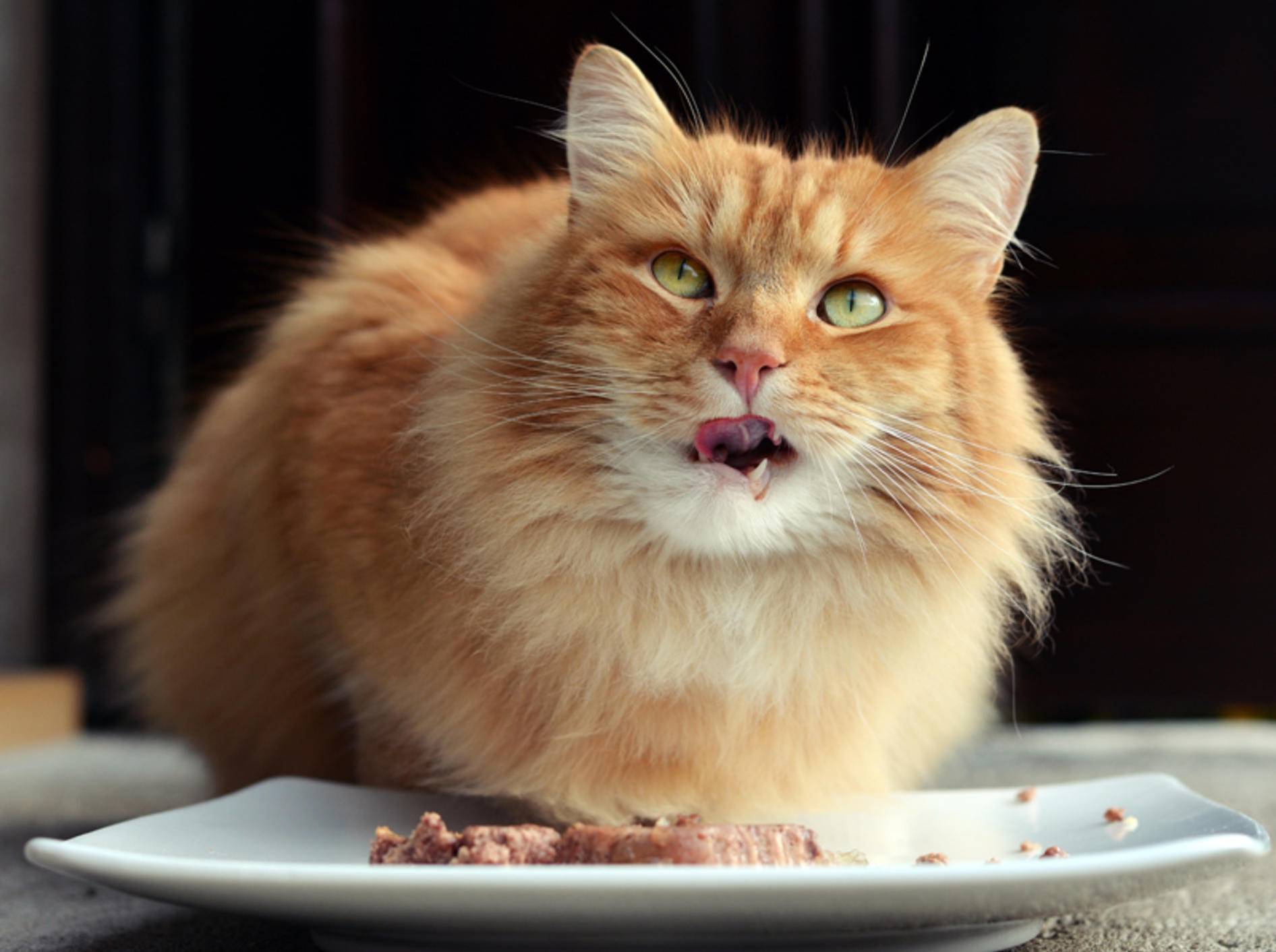 Dieser hübschen roten Miez schmeckt ihr Katzenfutter offenbar – Shutterstock / DavidTB