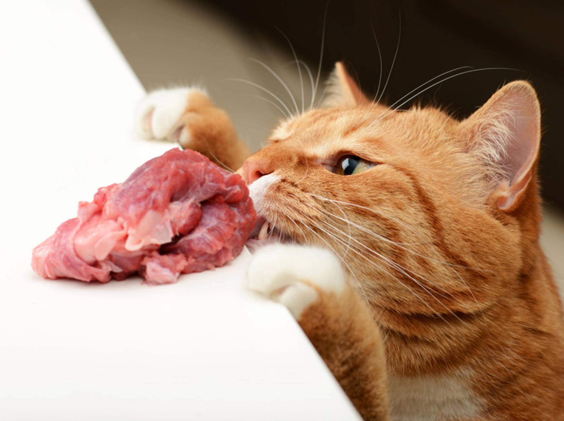 Katzen können durch rohes Schweinefleisch die gefährliche Aujeszkysche Krankheit bekommen – Shutterstock / Master L