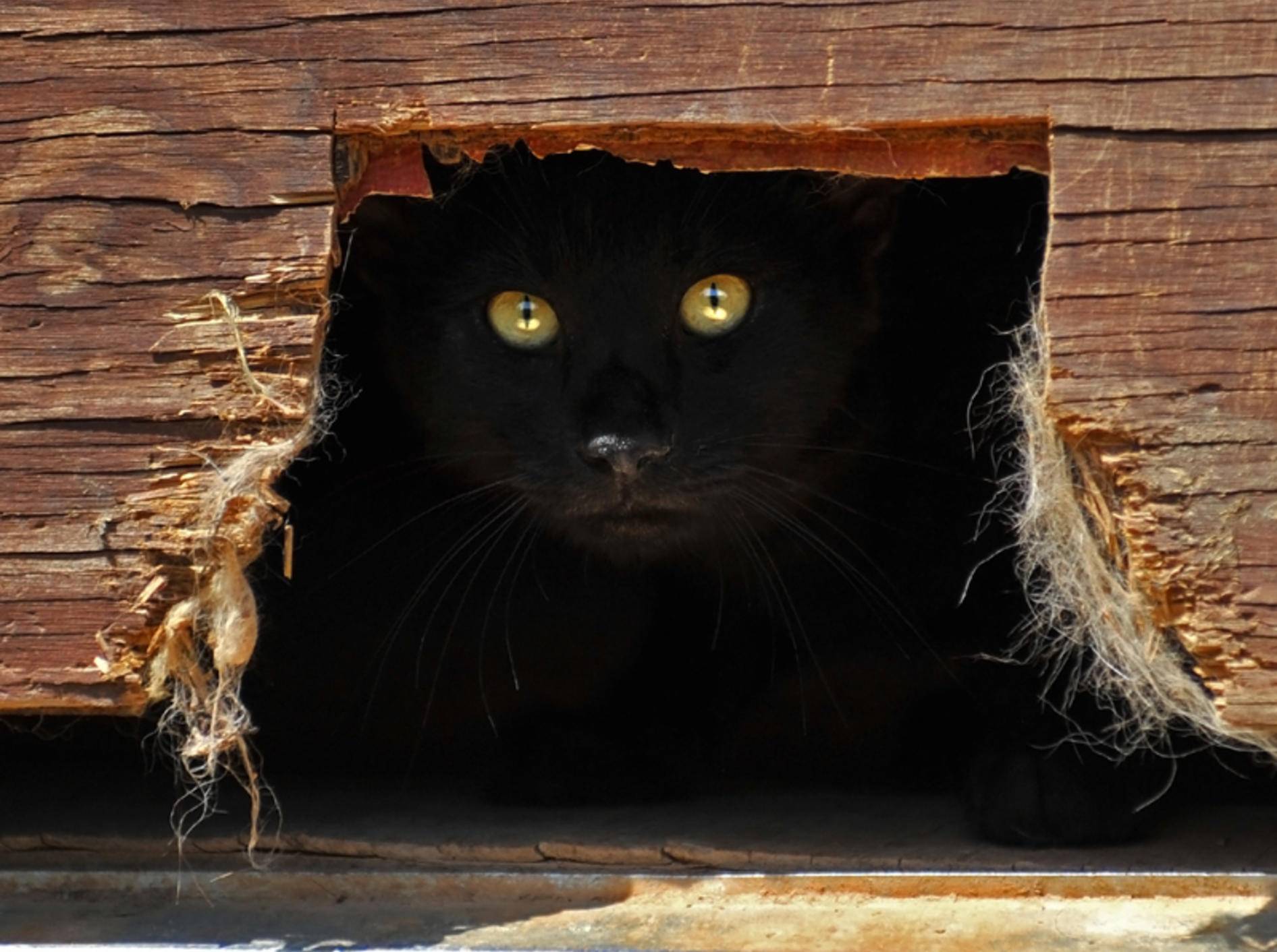 Katzen können sich unsichtbar machen und besitzen noch viele andere "Superkräfte" – Shutterstock / dmvphotos