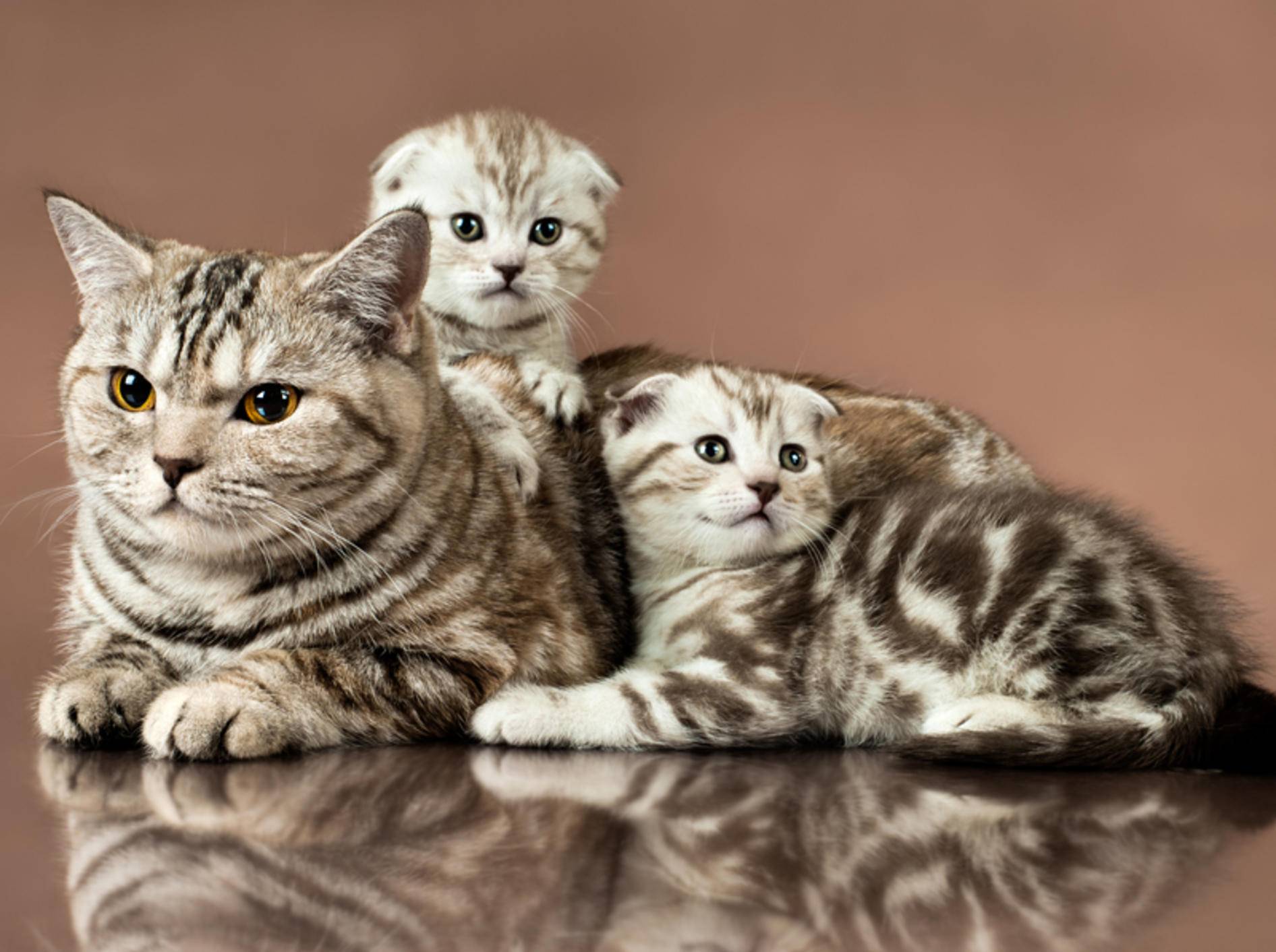 Wer Katzen züchten will, sollte sich genau über die gewünschte Katzenrasse (hier eine Scottish Fold Katze mit ihren Babys) und ihre Bedürfnisse informieren – Shutterstock / tankist276