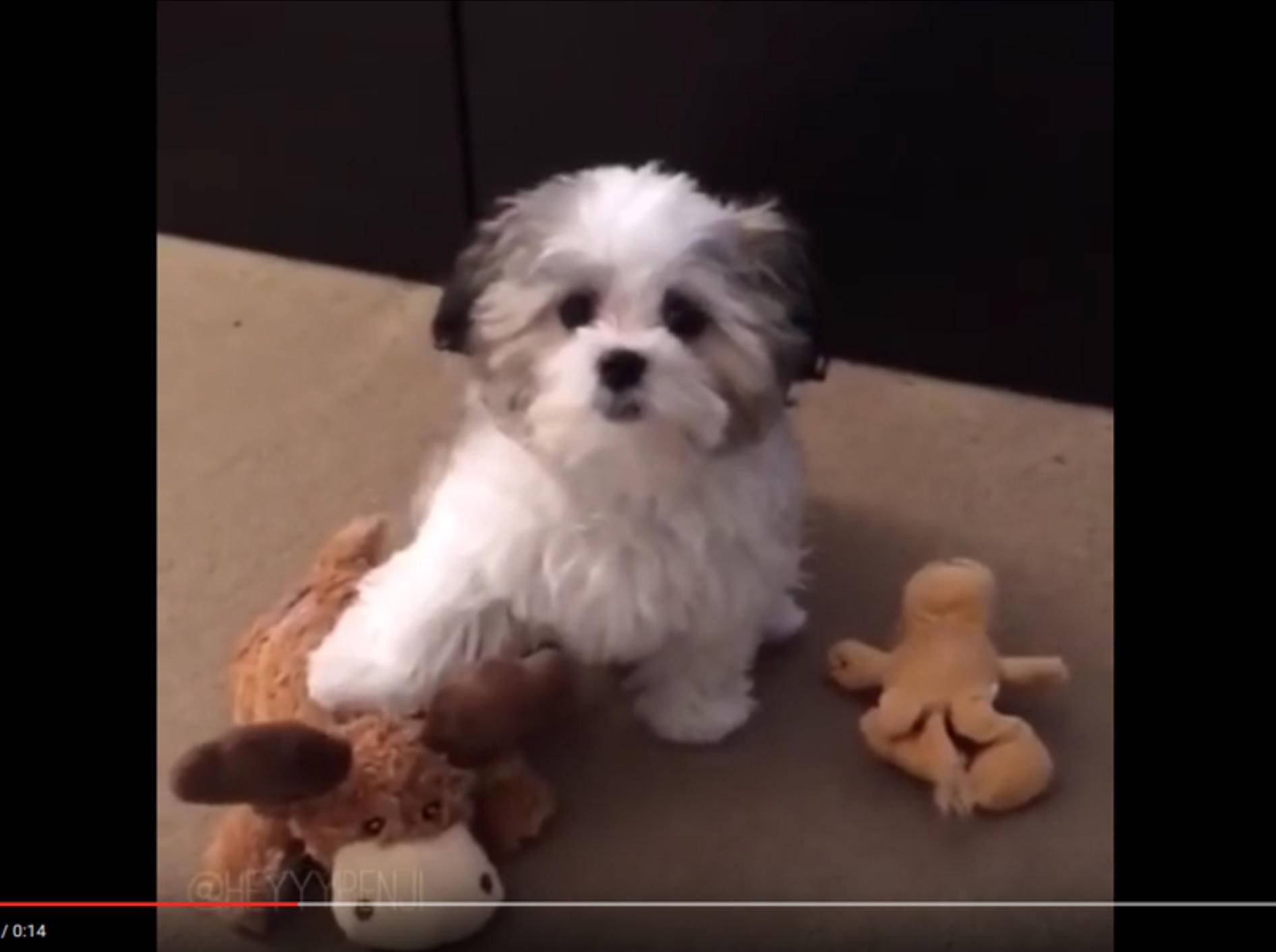 Wuscheliger Puschelhund Benji liebt seinen Plüschelch – YouTube / HeyyyBenji Official