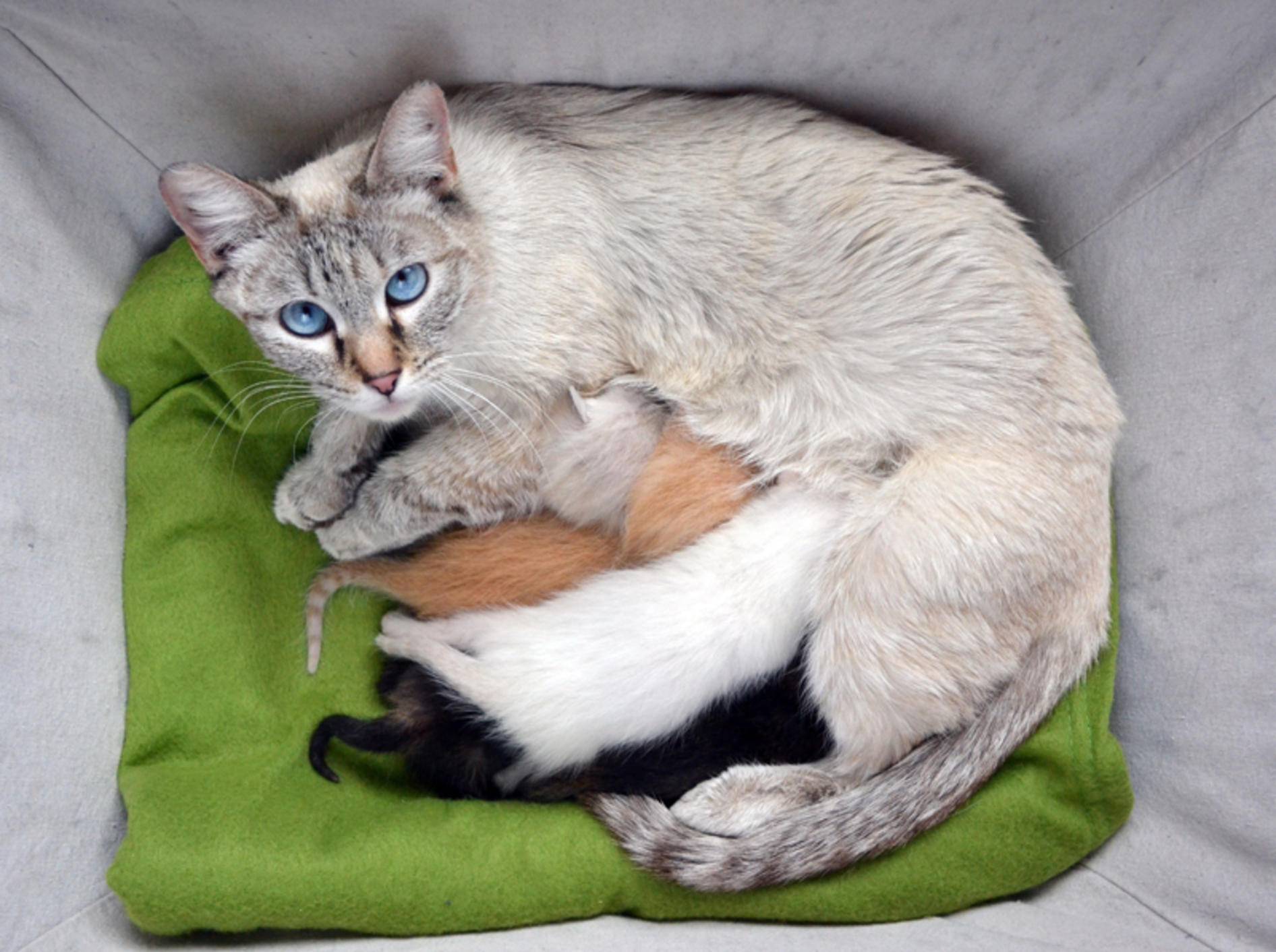 In ihrer Wurfkiste hat es diese Siamkatzenmama mit ihren Katzenbabys richtig gemütlich – Shutterstock / MW47