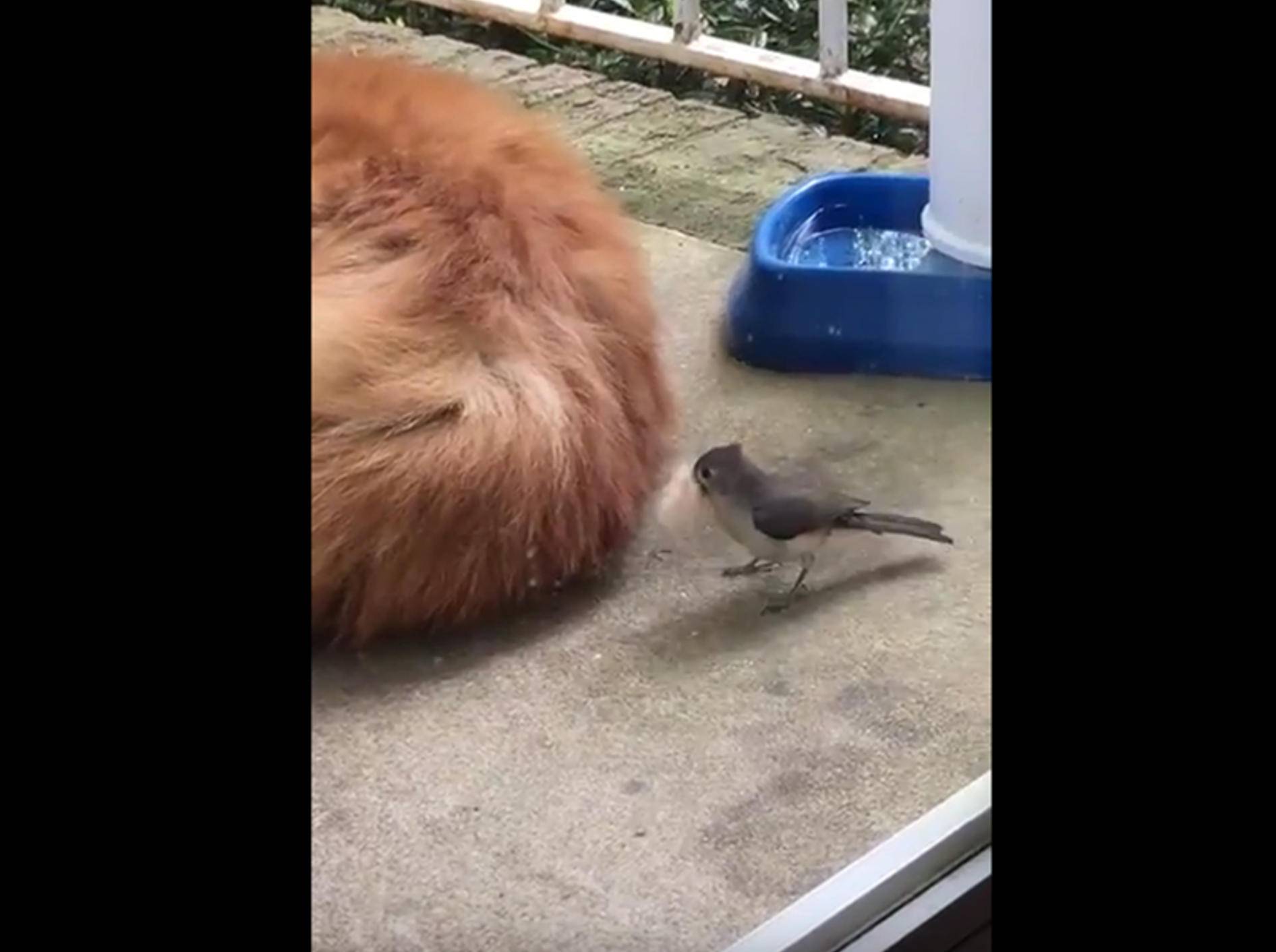 Frecher Vogel stibitzt Hundefell für den Nestbau – YouTube / DailyPicksandFlicks