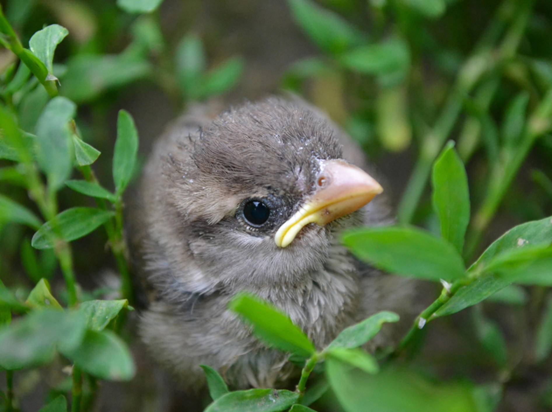 Keine Sorge, kleiner Vogel, im Gebüsch bist du sicher, bis deine Mama zum Füttern kommt – Shutterstock / Andrew Iurciuc