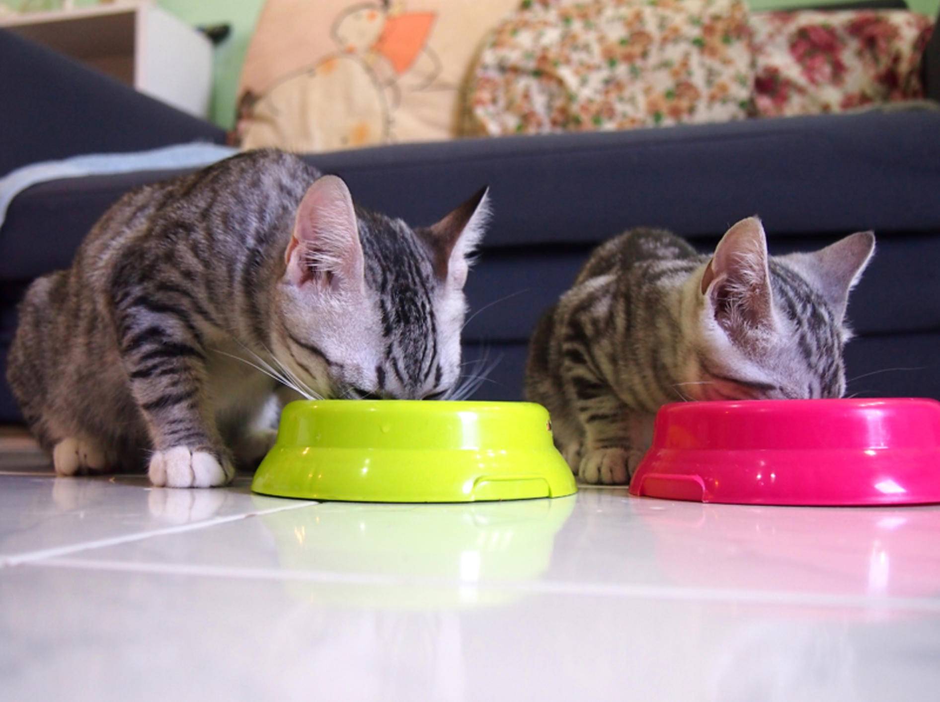 So friedlich nebeneinander zu fressen, funktioniert nicht in jedem Mehrkatzenhaushalt problemlos – Shutterstock / CssAndDesign