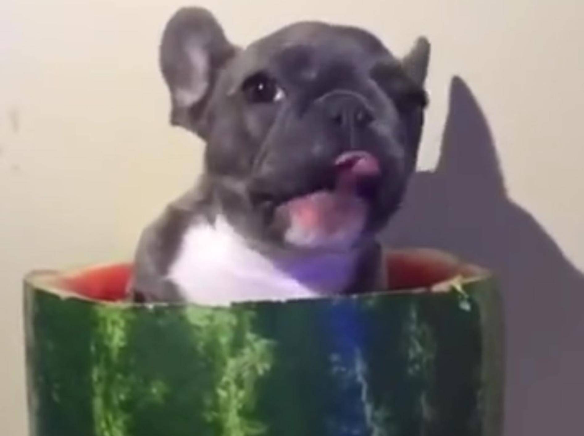 Diese Französische Bulldogge liebt ihr neues Esspielzeug: Eine Wassermelone – YouTube / DailyPicksandFlicks