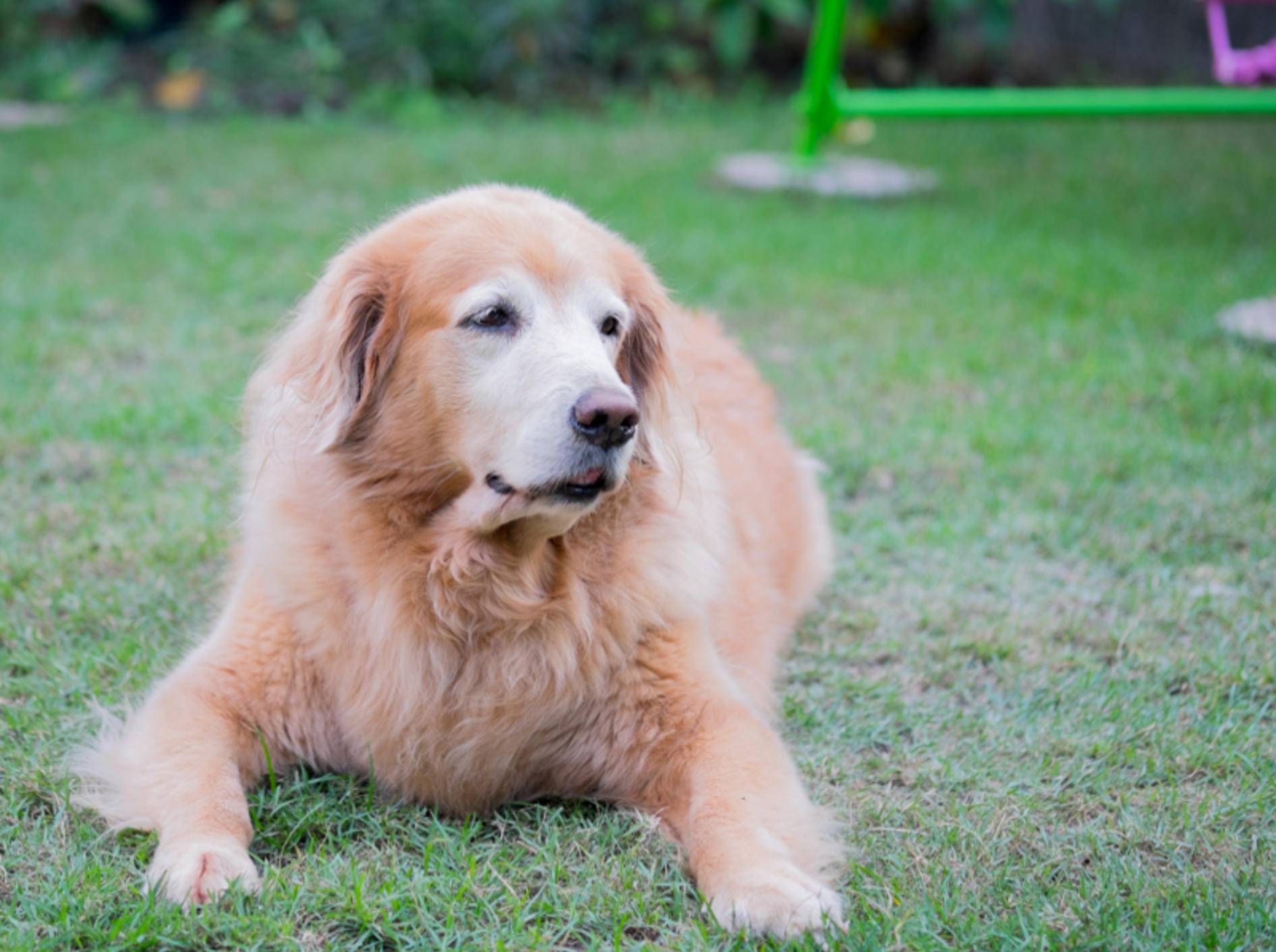 Einige Hunderassen wie Golden Retriever neigen besonders zu Übergewicht, da sie sehr gerne und sehr viel futtern – Shutterstock / mantinov
