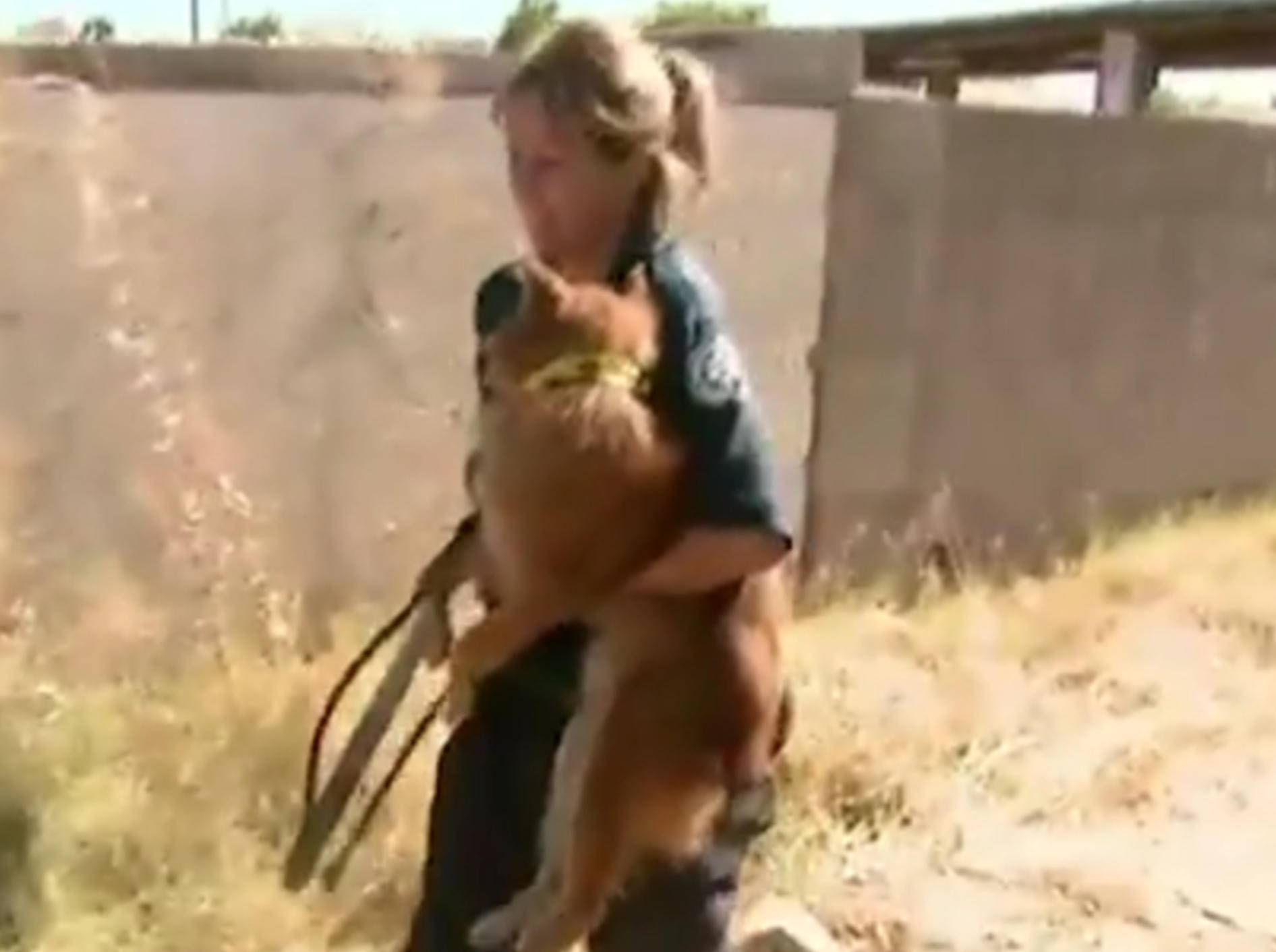 Dank der Hilfe von Tierorganisationen und mutigen Helfern, können einige Straßenhunde gerettet werden – YouTube / The Dodo